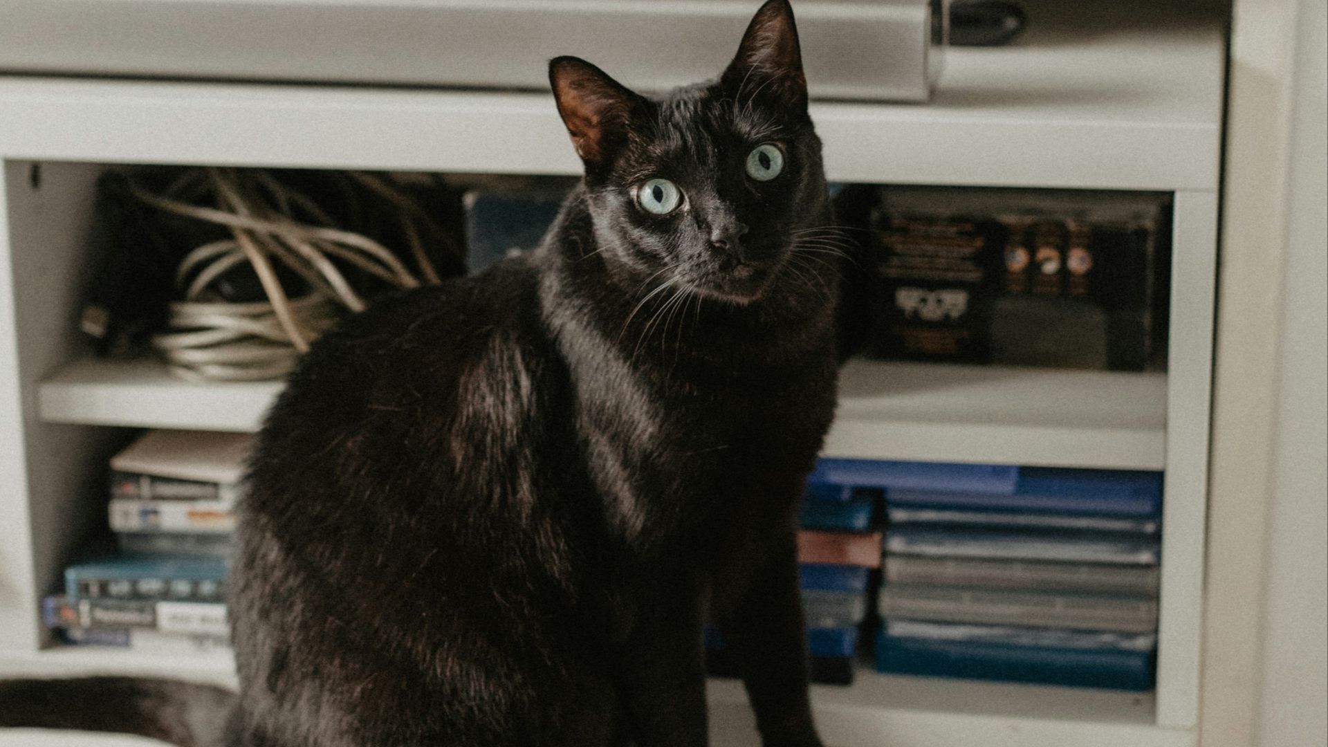 a black cat sitting on top of a white shelf