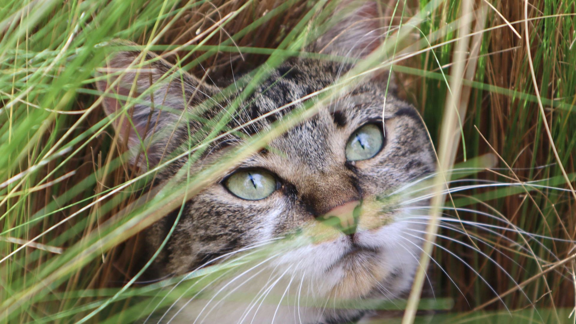 brown and white tabby cat