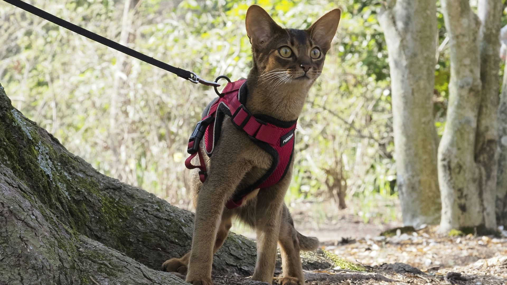 a cat with a harness on walking in the woods