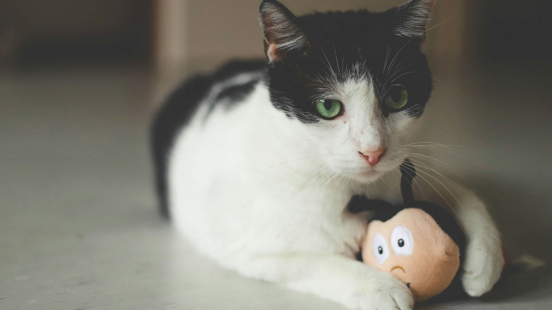 lying white and black cat with ladybug toy on white surface
