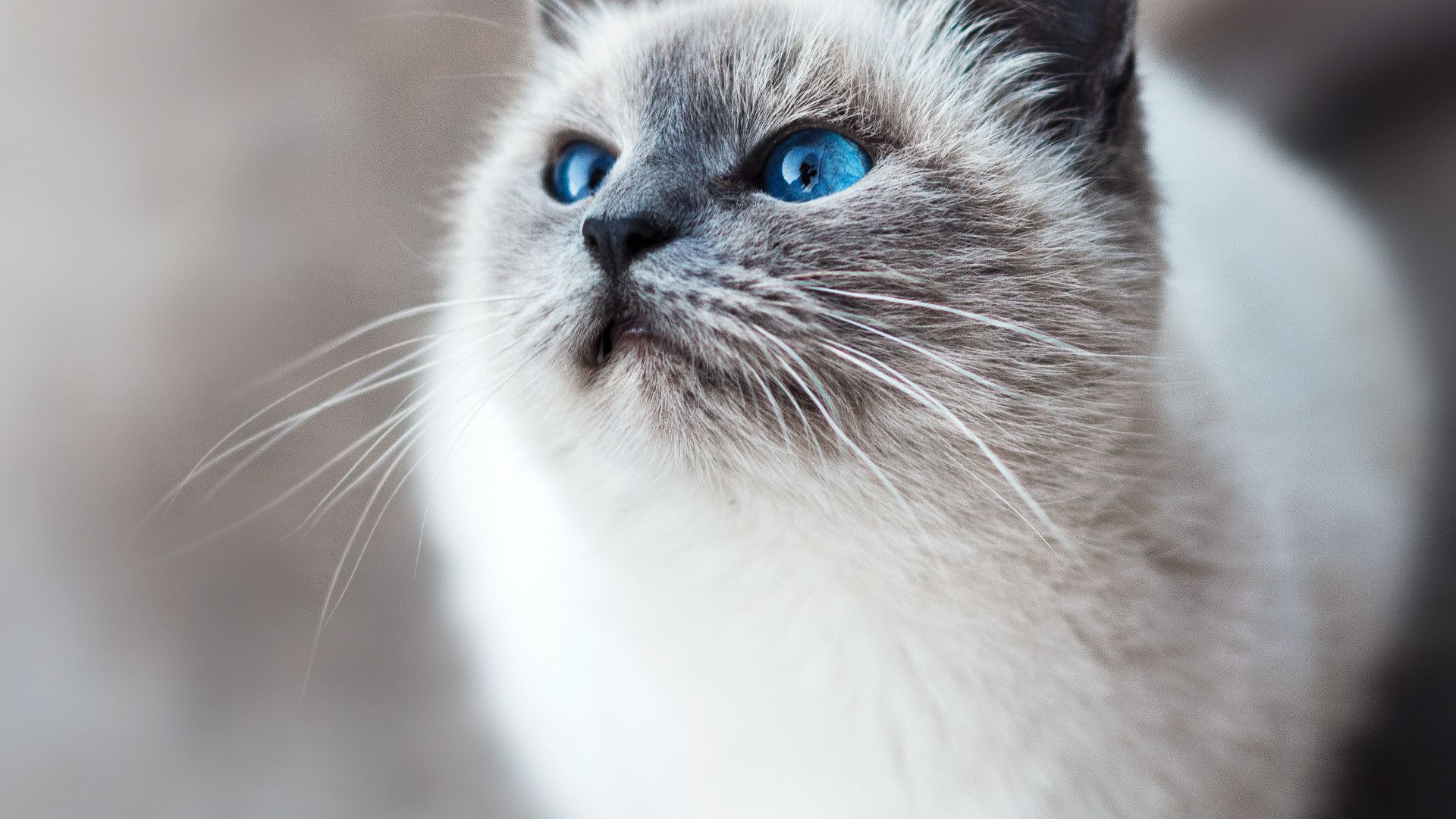 white and gray cat
