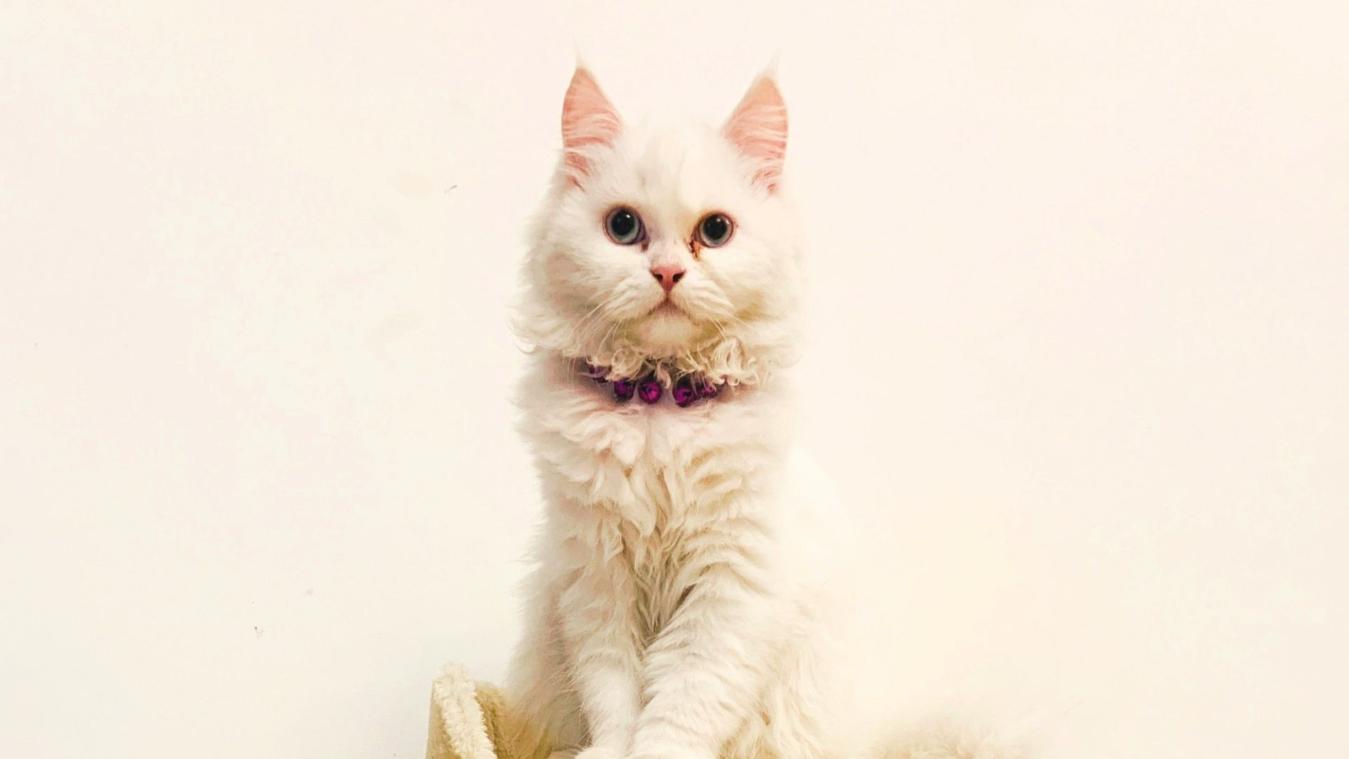 white cat on cat tree