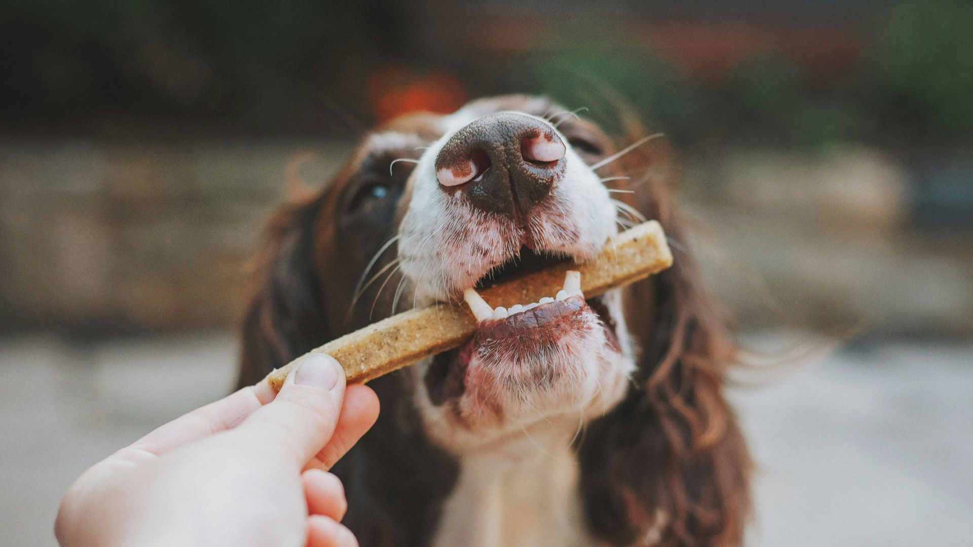 person holding brown wooden stick with white and black short coated dog