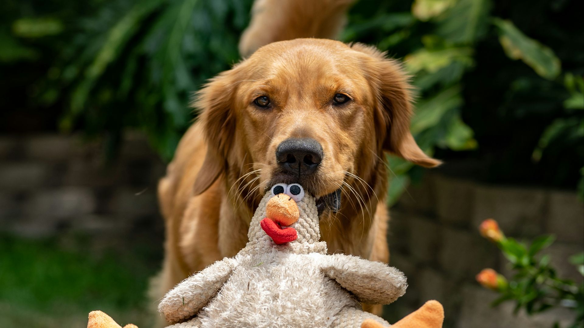 golden retriever puppy biting orange and white plush toy on green grass field during daytime