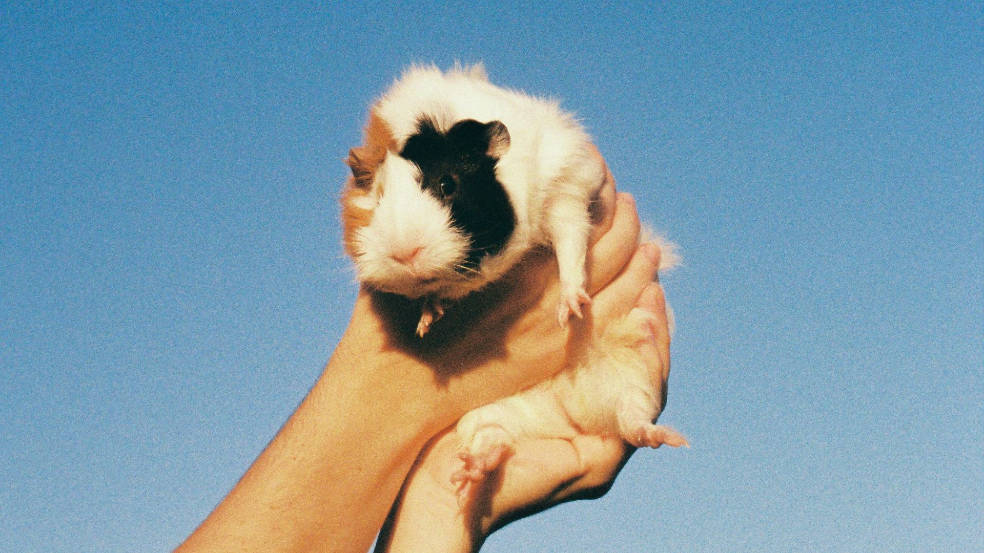 white and black long fur cat