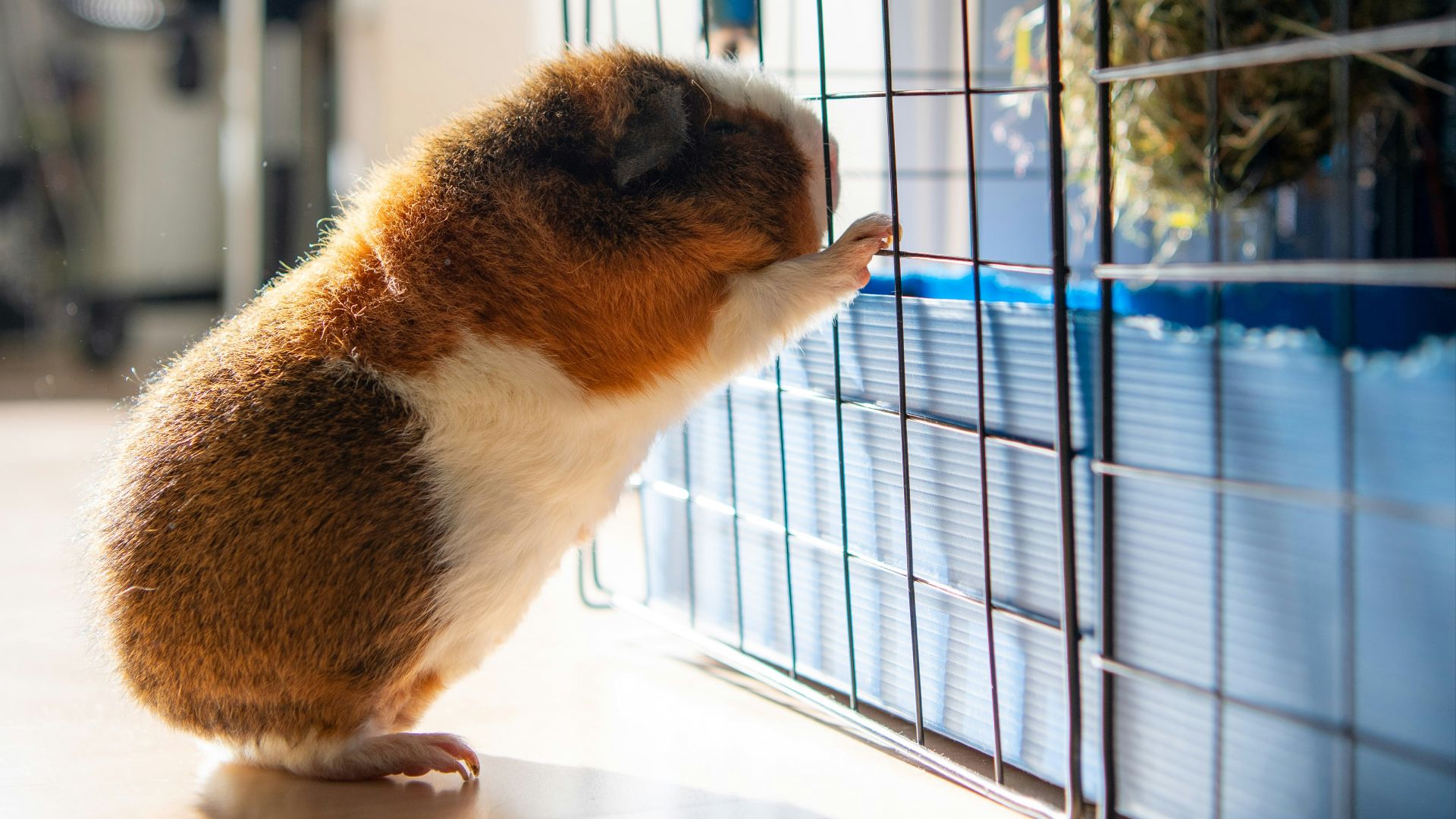 white and brown guinea pig in cage