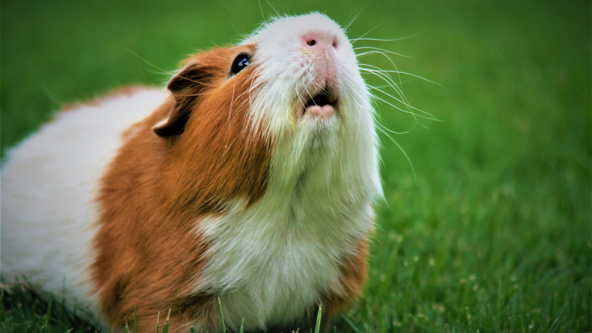 shallow focus photography of brown and white guinea pig