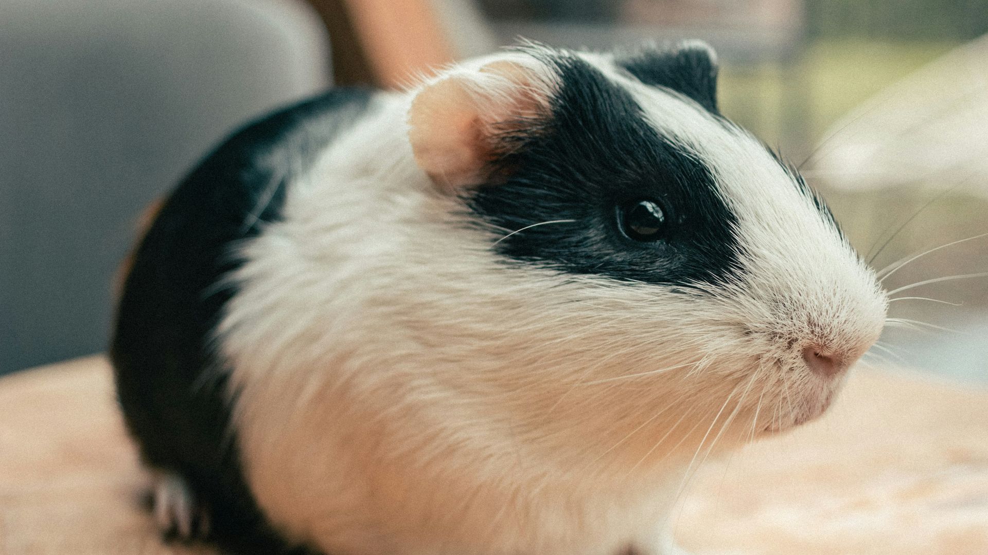 white and black guinea pig on brown wooden table