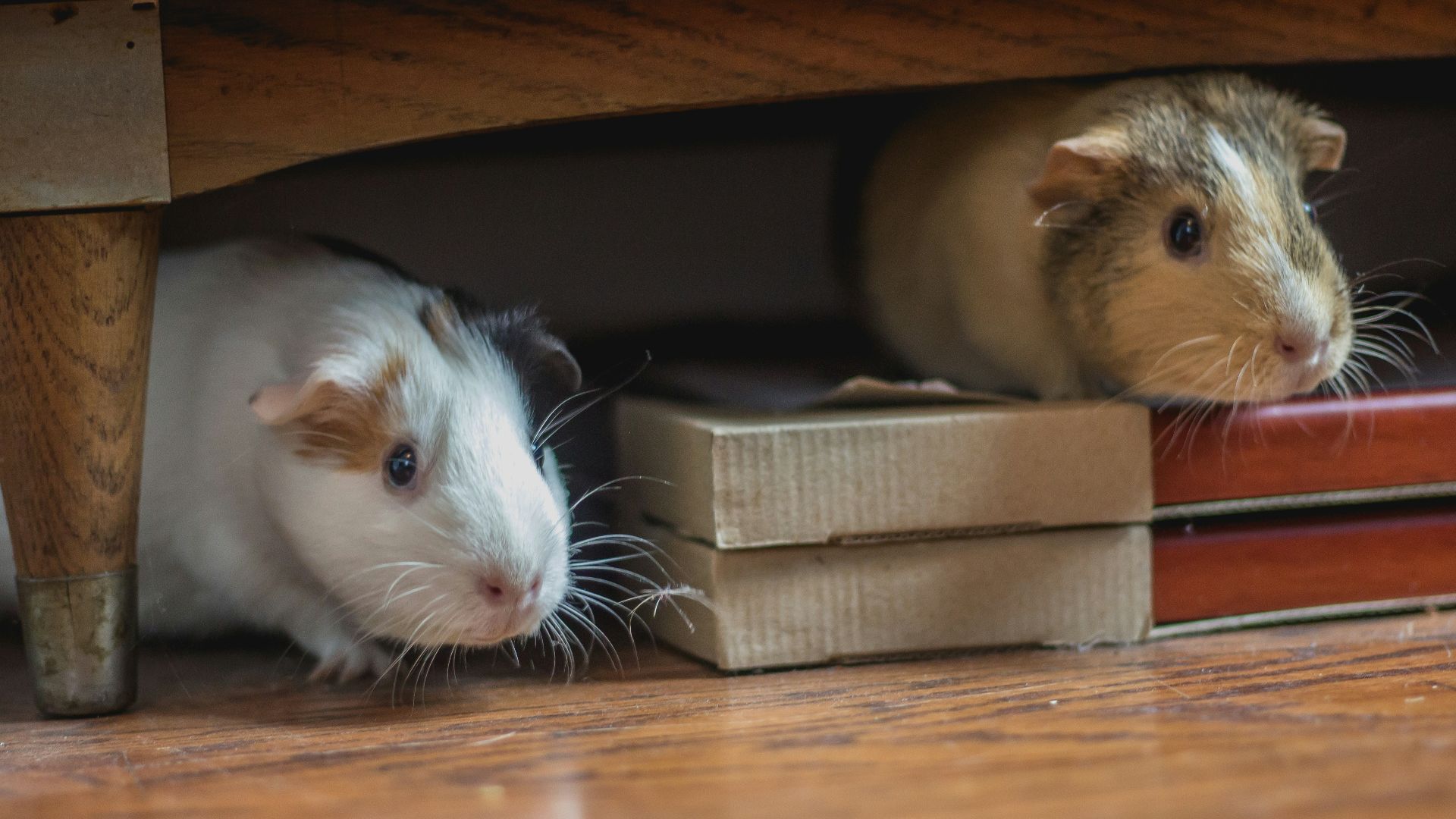 white and brown guinea pigs