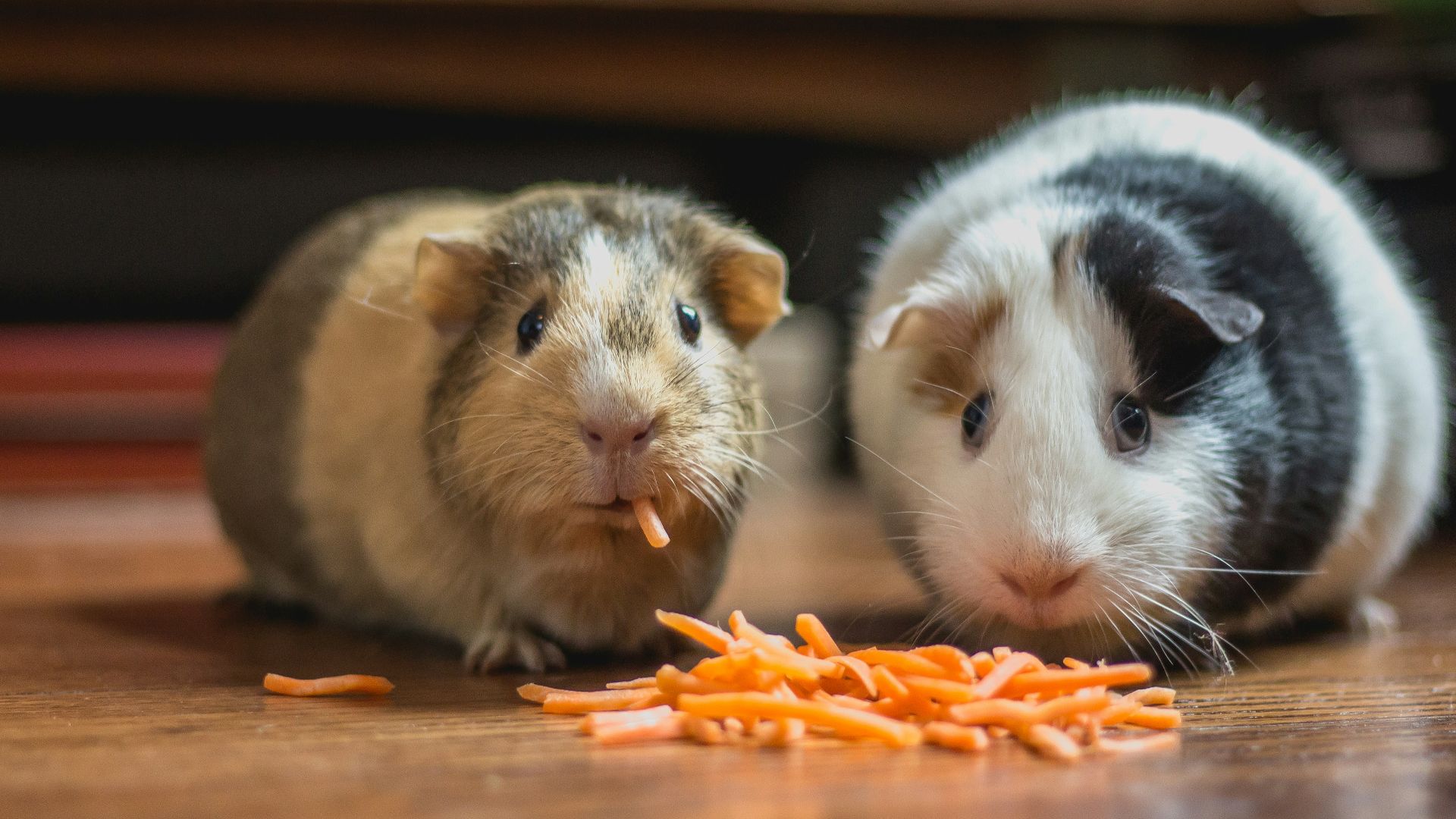 two guinea pigs eating carrot