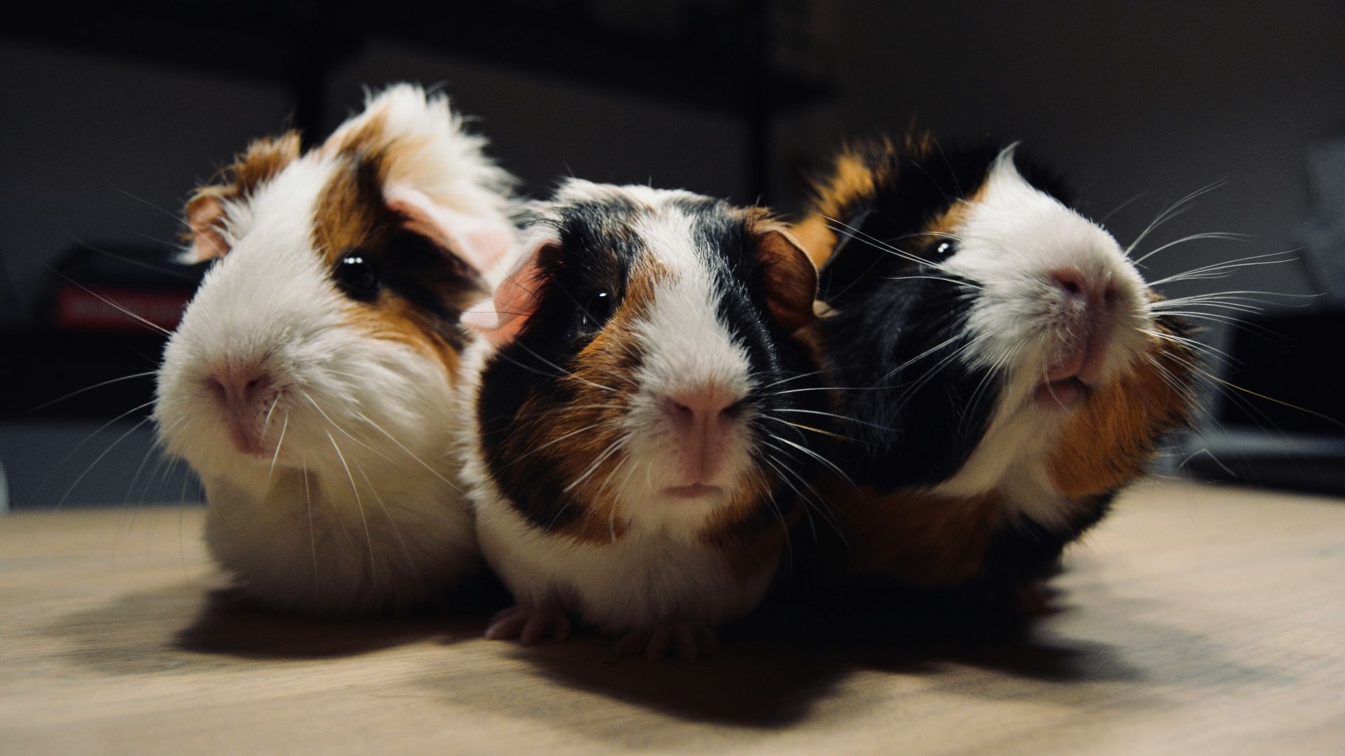 three tri-color guinea pigs on brown surface