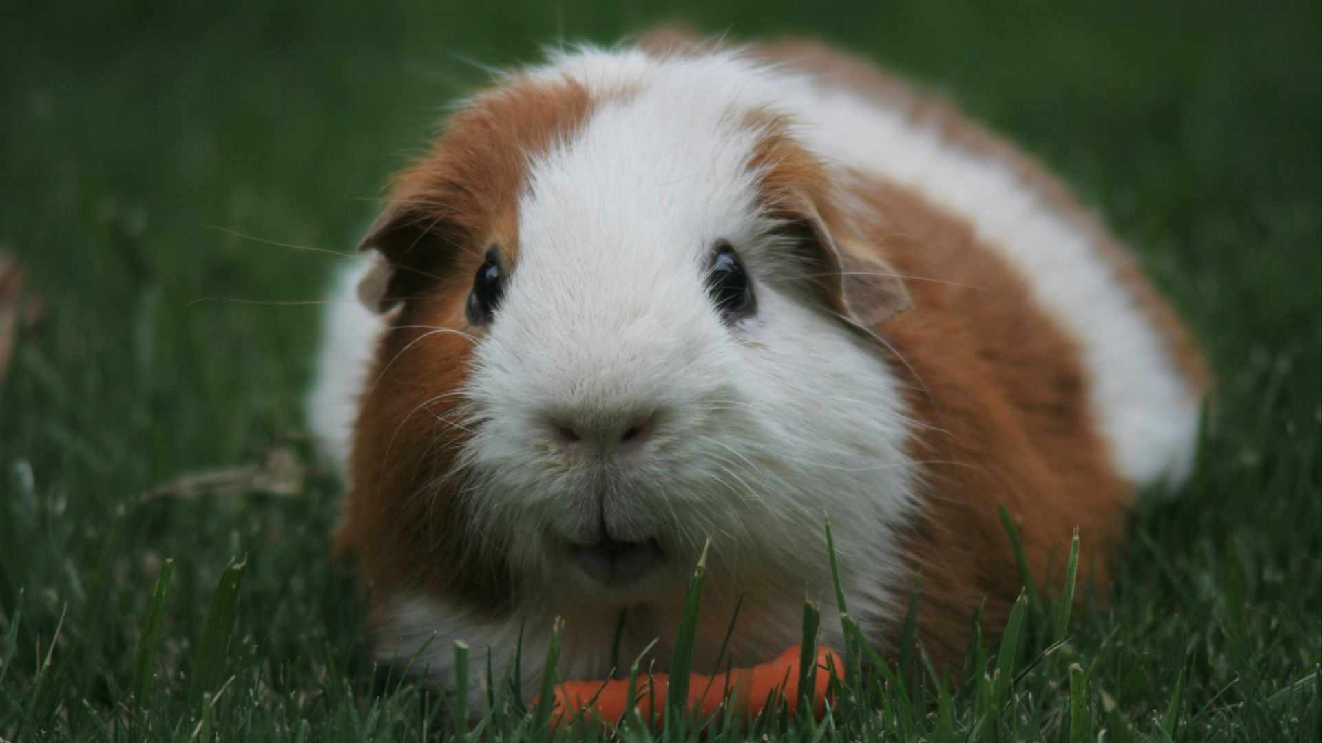 brown and white Guinea pig eating carrot