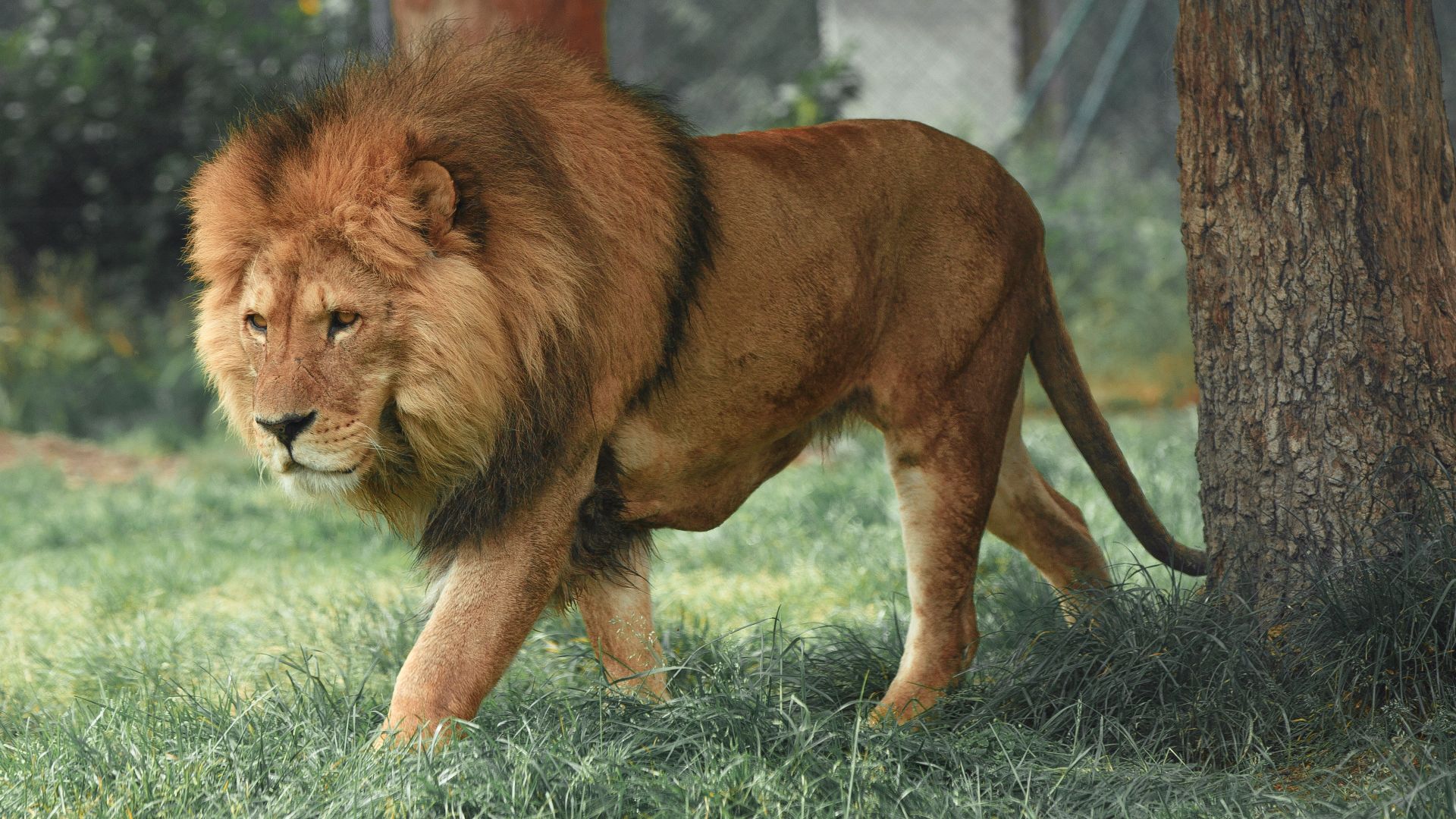 adult lion walking beside tree