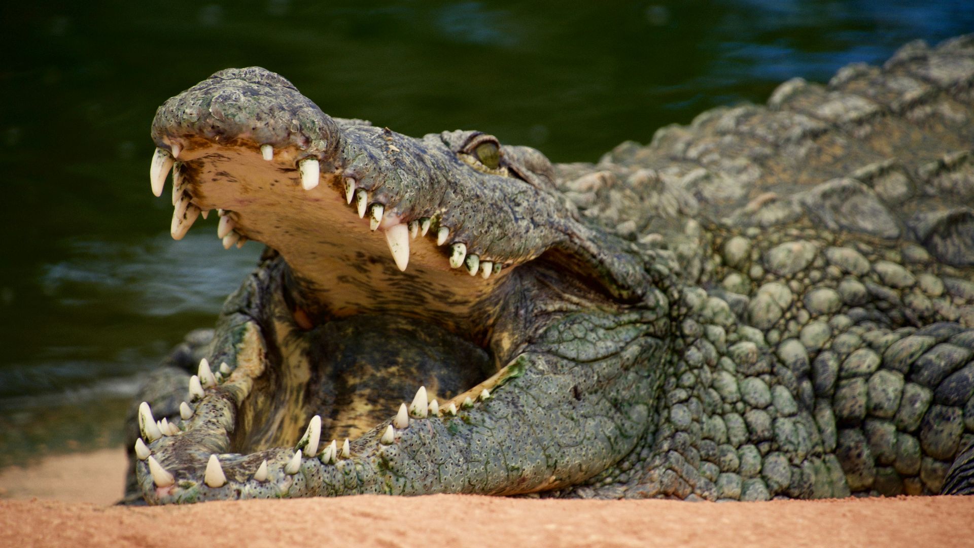 crocodile on body of water during daytime