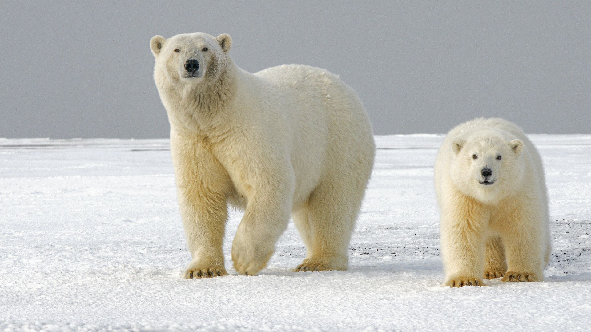 polar bear on snow covered ground during daytime