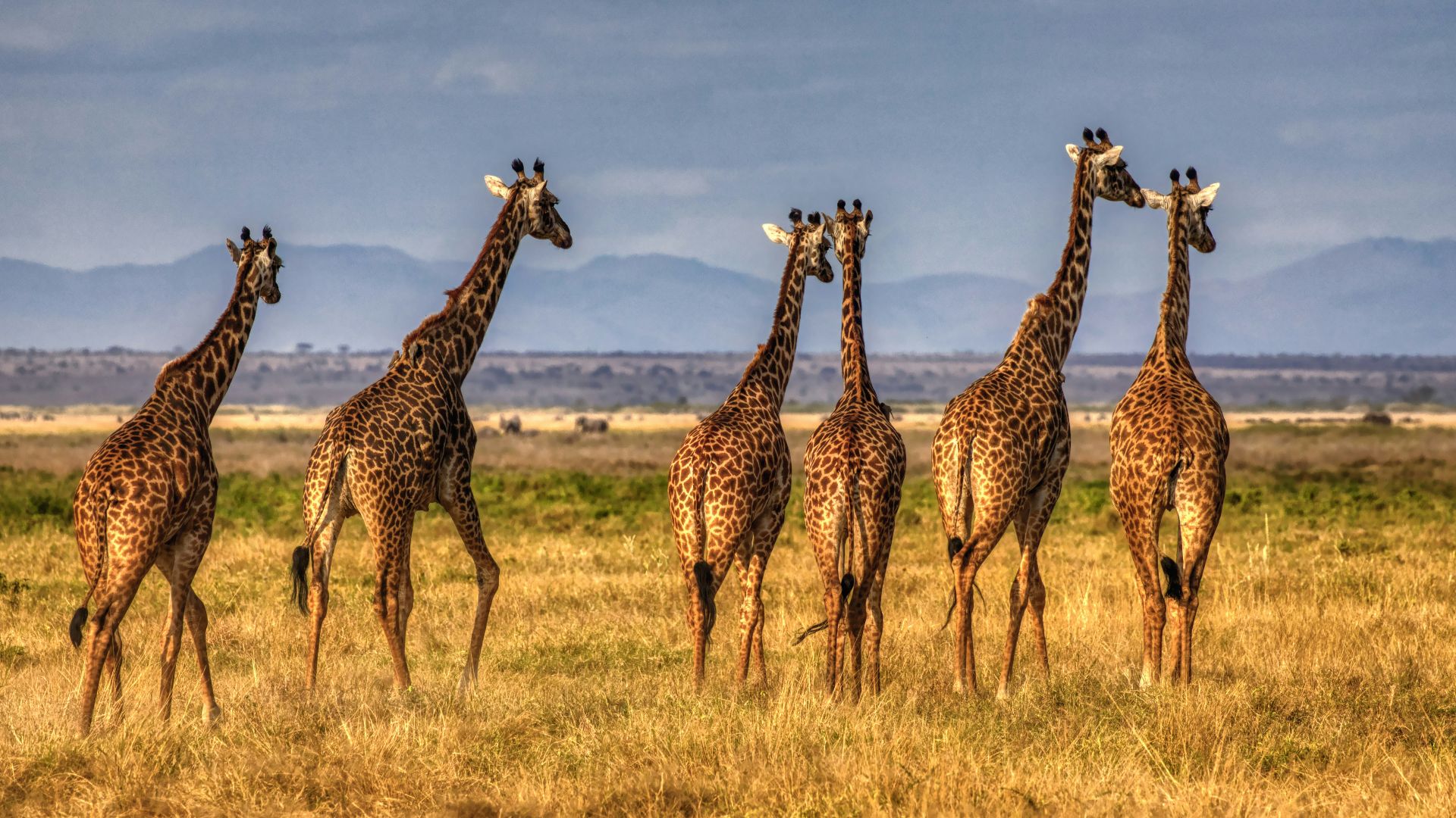 group of giraffes on brown grass field during daytime