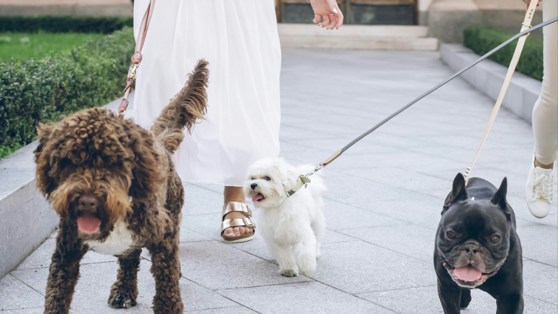 black pug and brown and black short coated small dog on white floor tiles during daytime