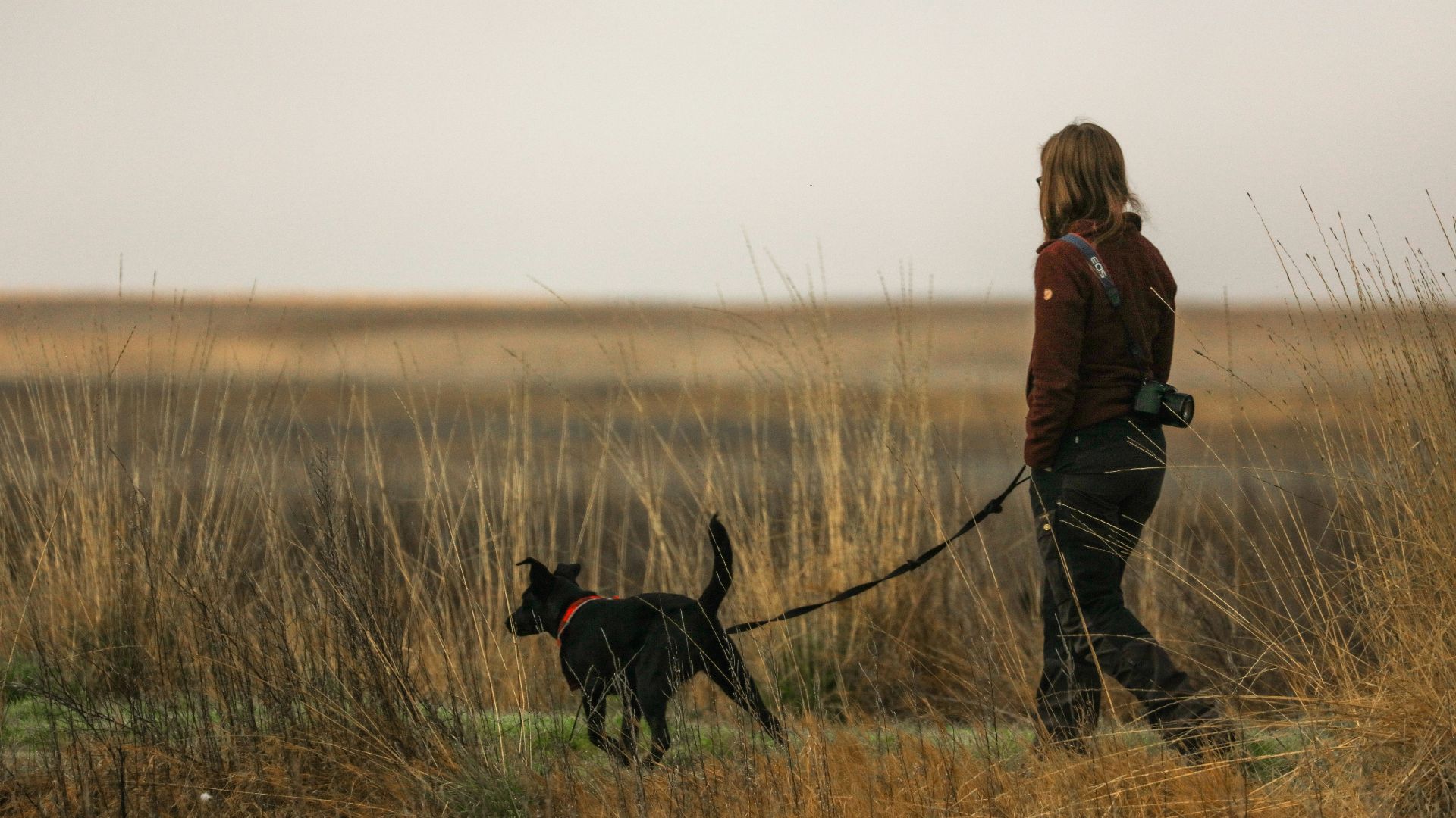 woman in brown jacket and black pants walking with black labrador retriever on brown grass field