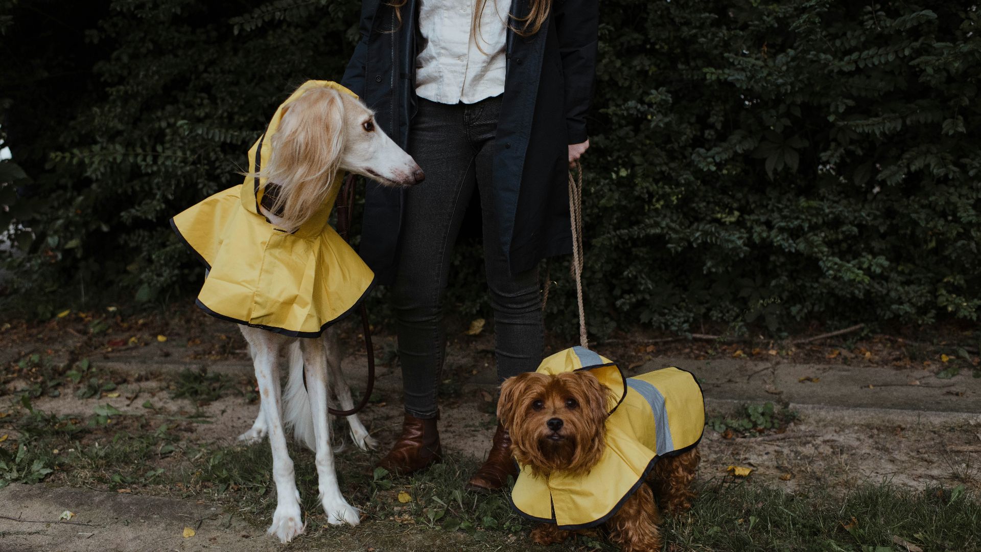 woman in black jacket holding brown short coated dog