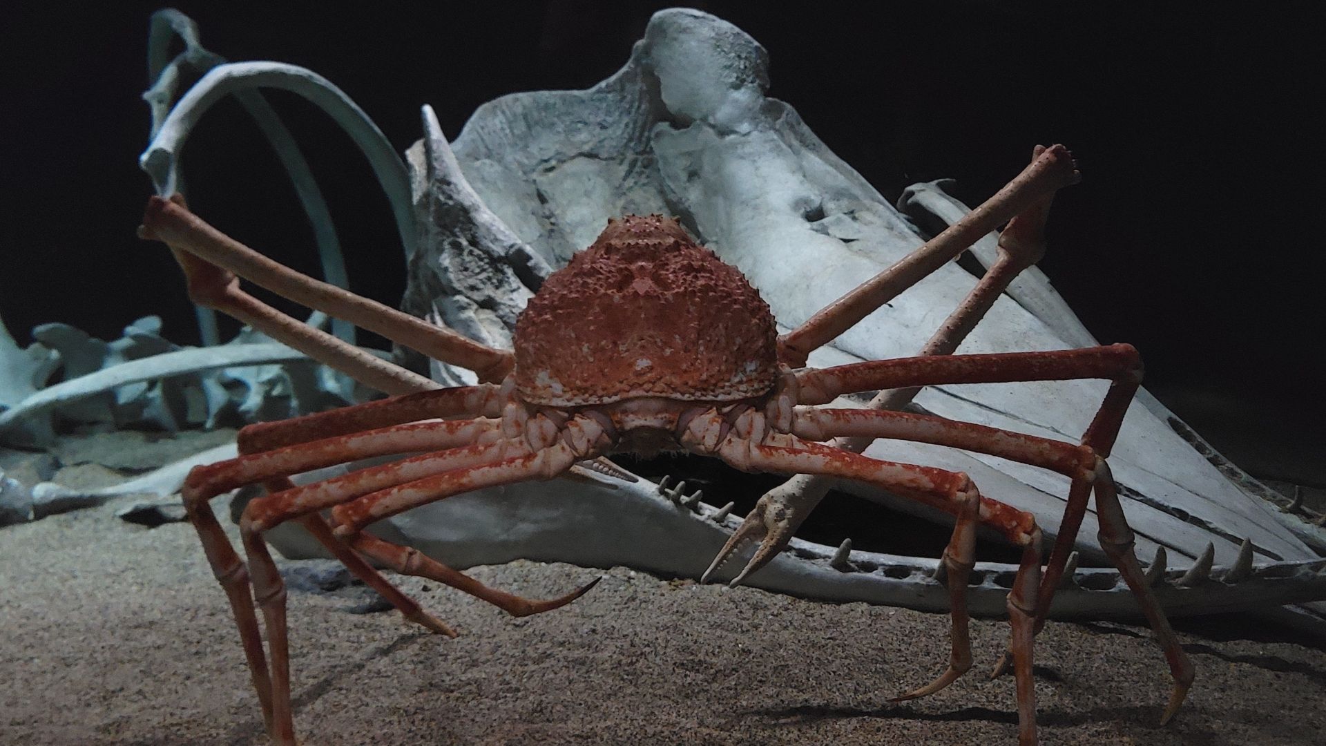 File:Japanese Spider Crab Monterey Bay Aquarium.jpg