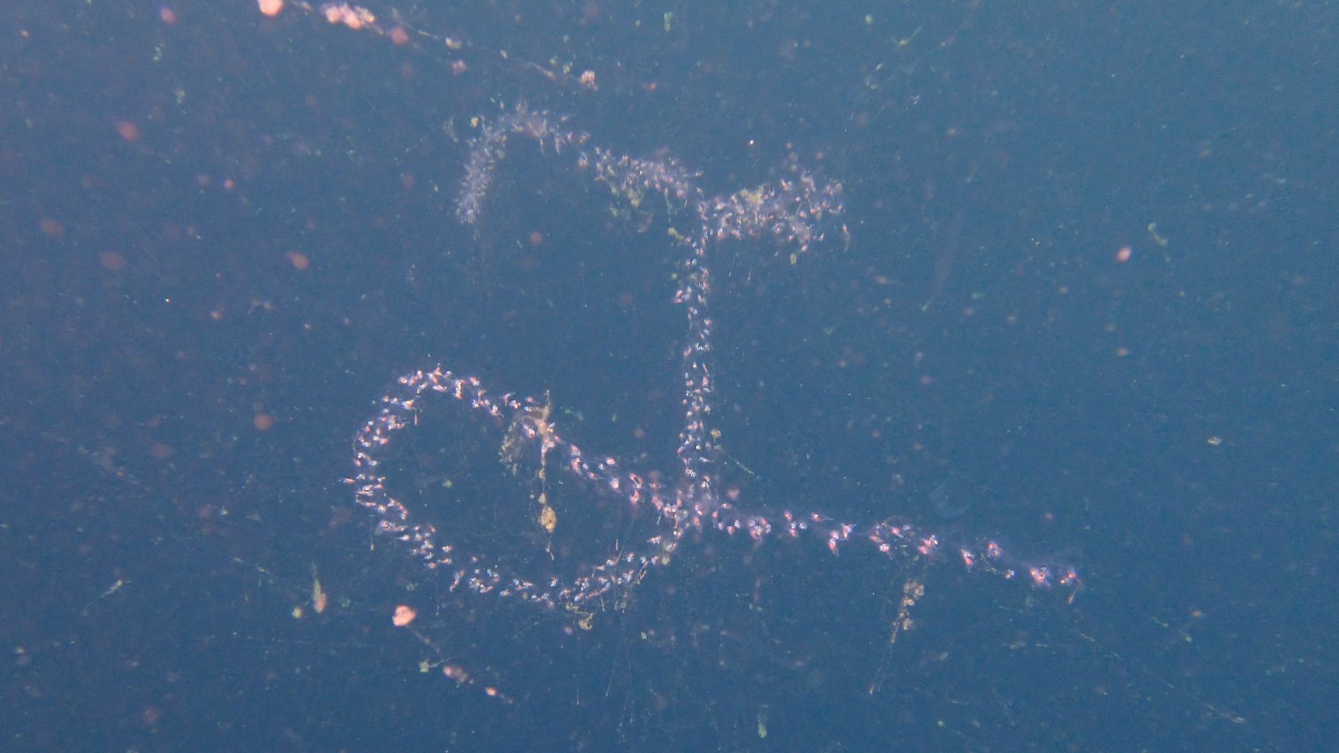 File:Barbed wire siphonophore at Blue Flame Pinnacles P5230590.jpg