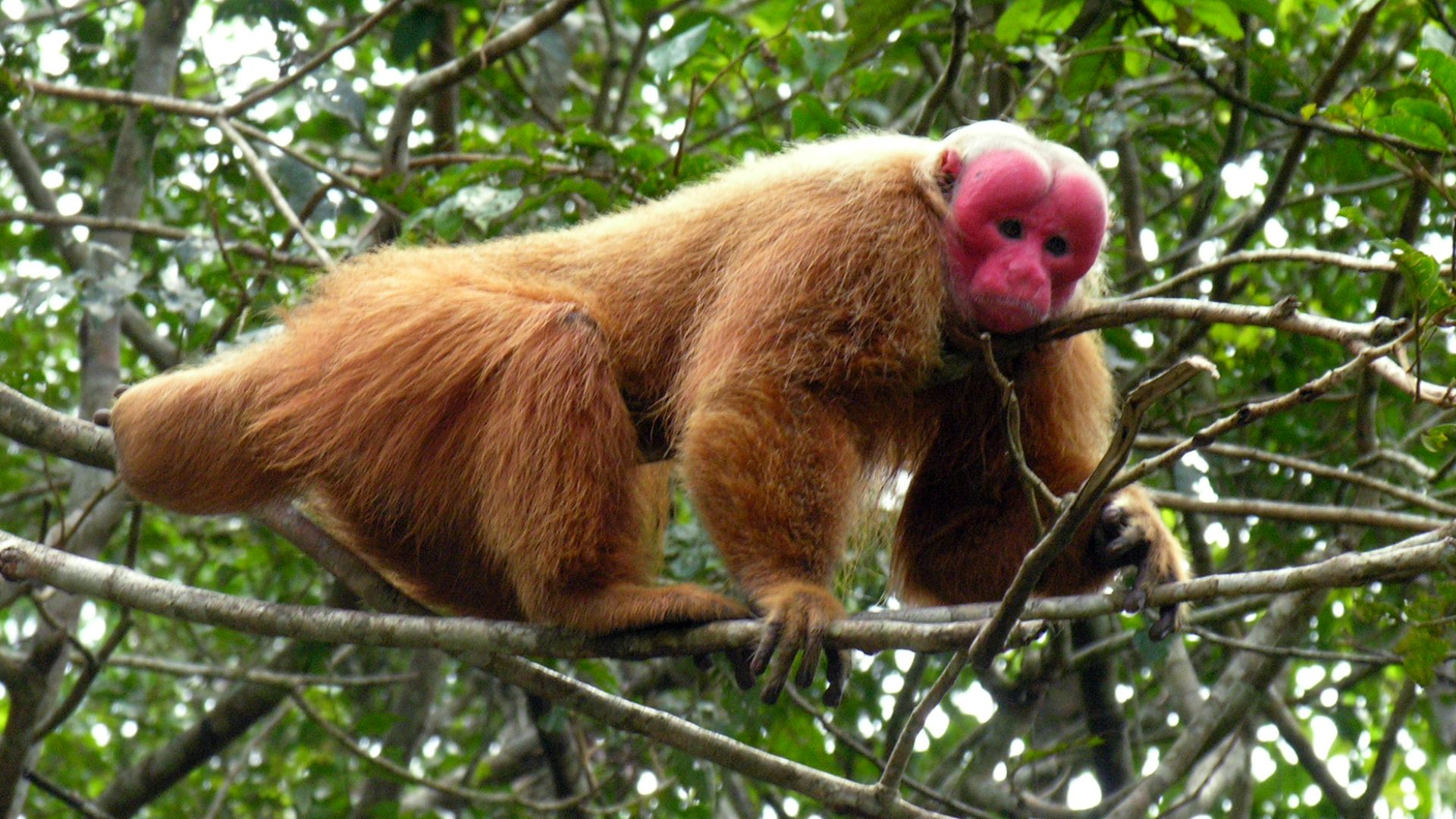 File:Male uakari.jpg