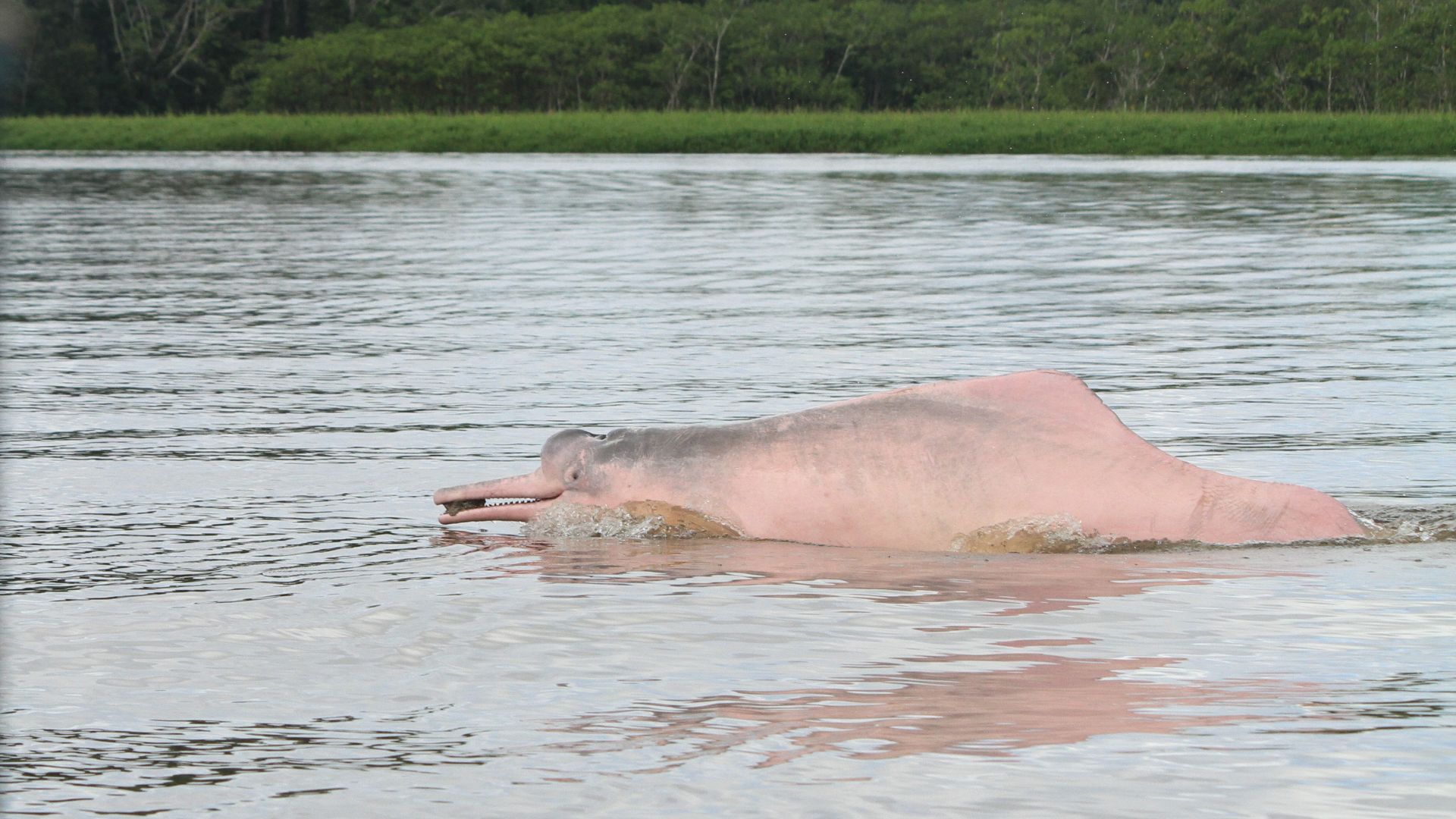 File:Display de boto vermelho.jpg