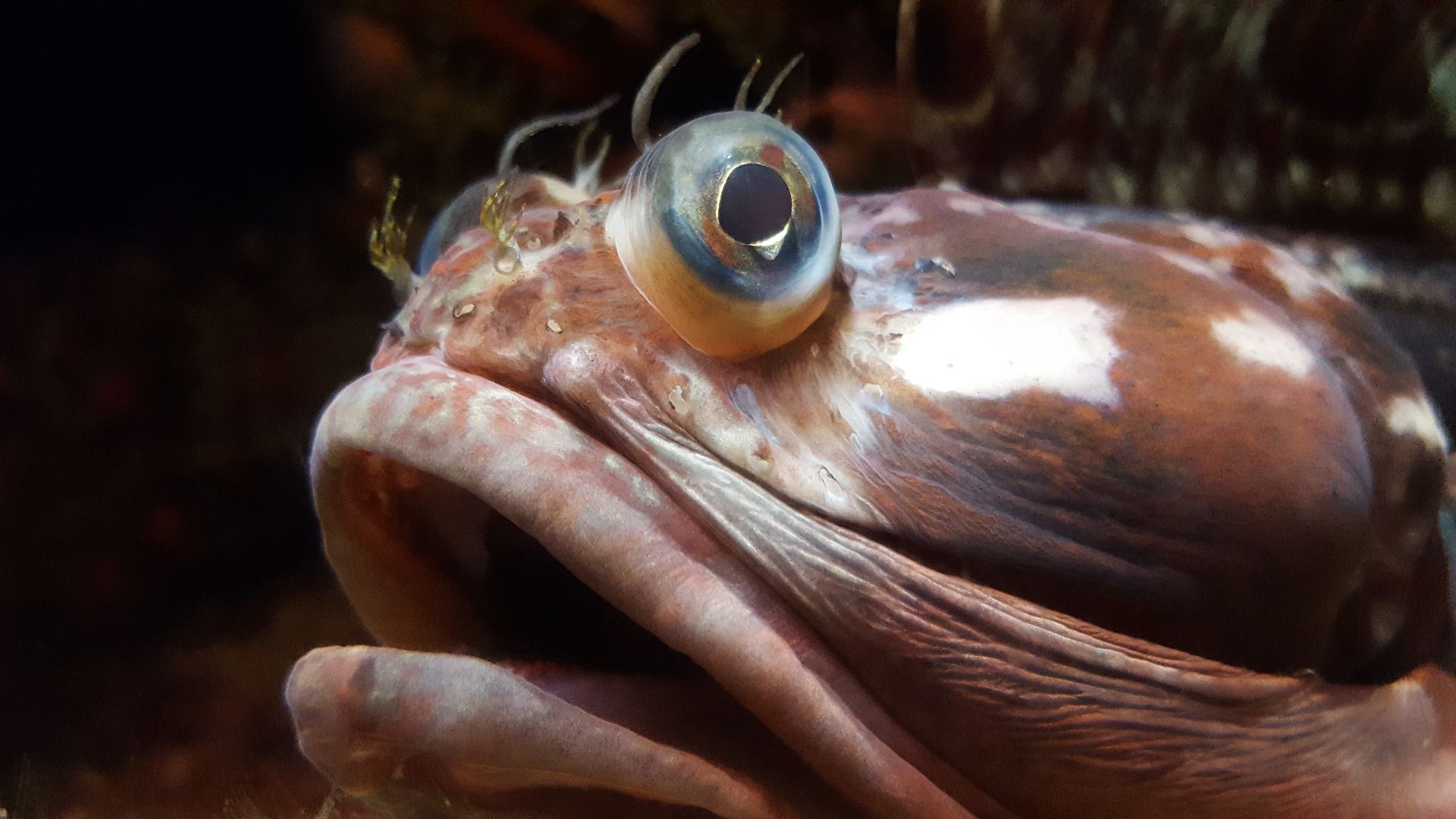 File:Sarcastic Fringehead (Neoclinus blanchardi) at the Monterey Bay Aquarium.jpg