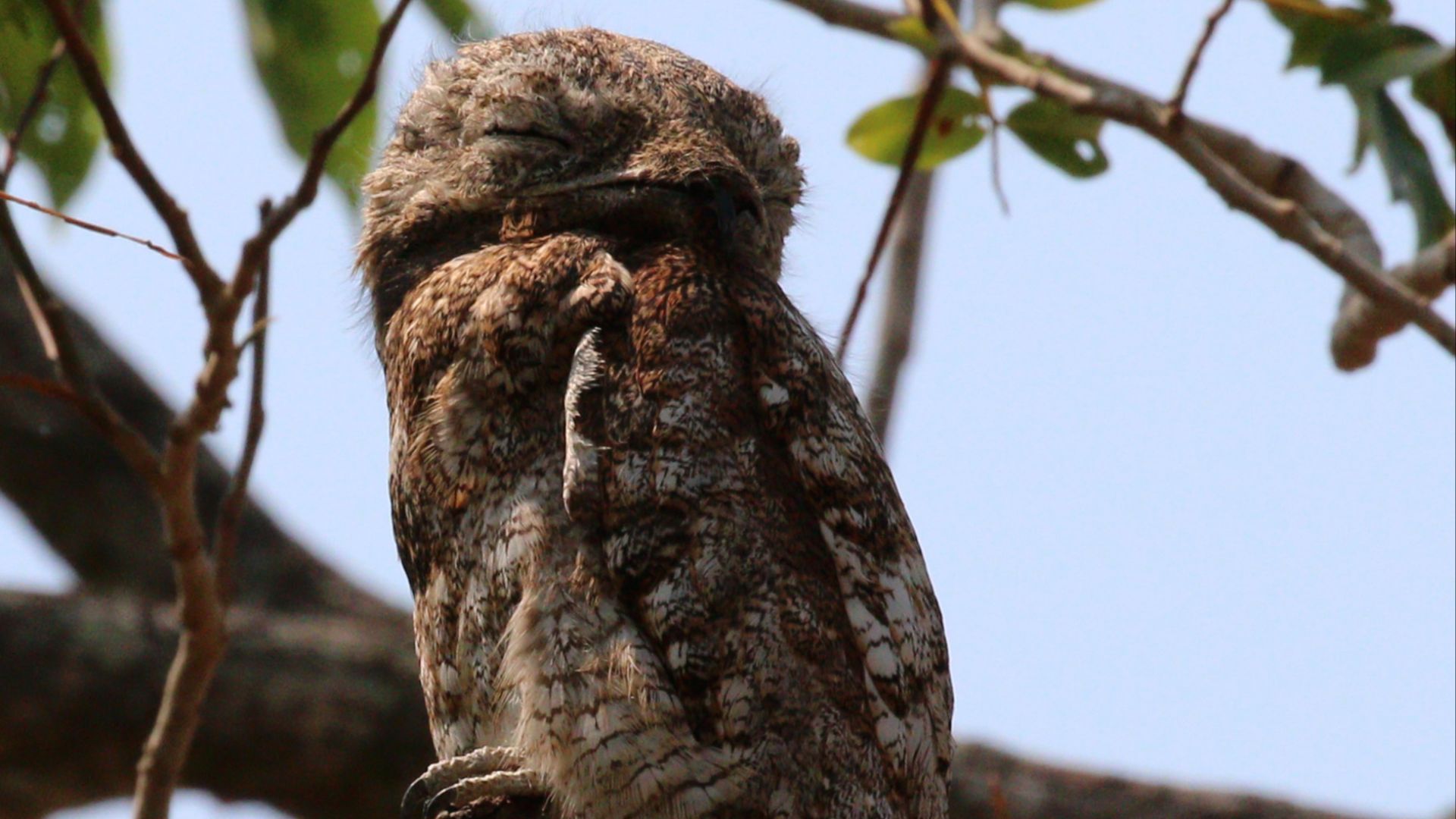 File:Great potoo (Nyctibius grandis).JPG