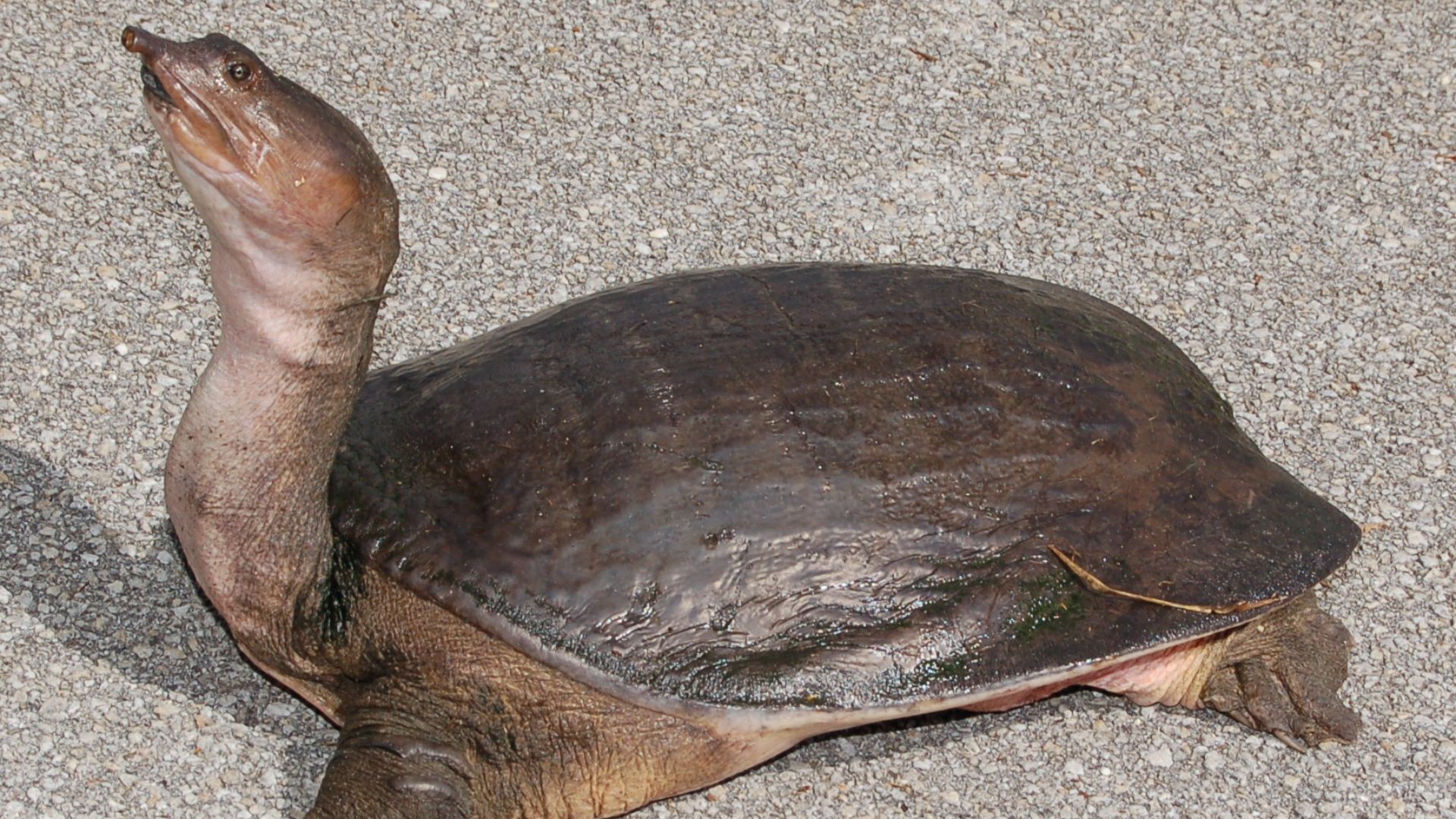 File:Floridasoftshellturtle-cropped.jpg