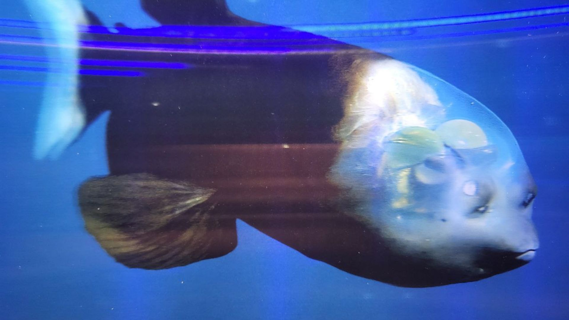 File:Photo 2025-03-12 심해어 통안어 배럴아이.jpg