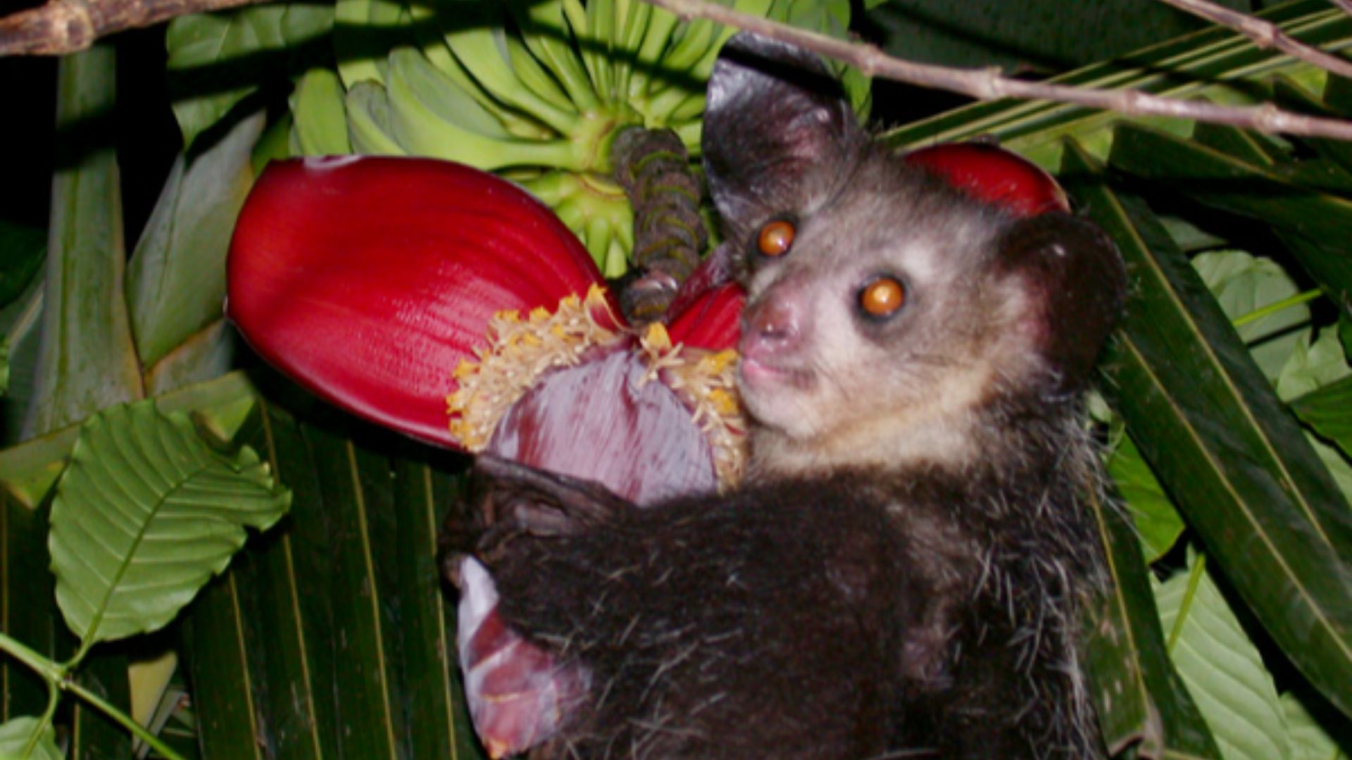 File:Aye-aye (Daubentonia madagascariensis).jpg