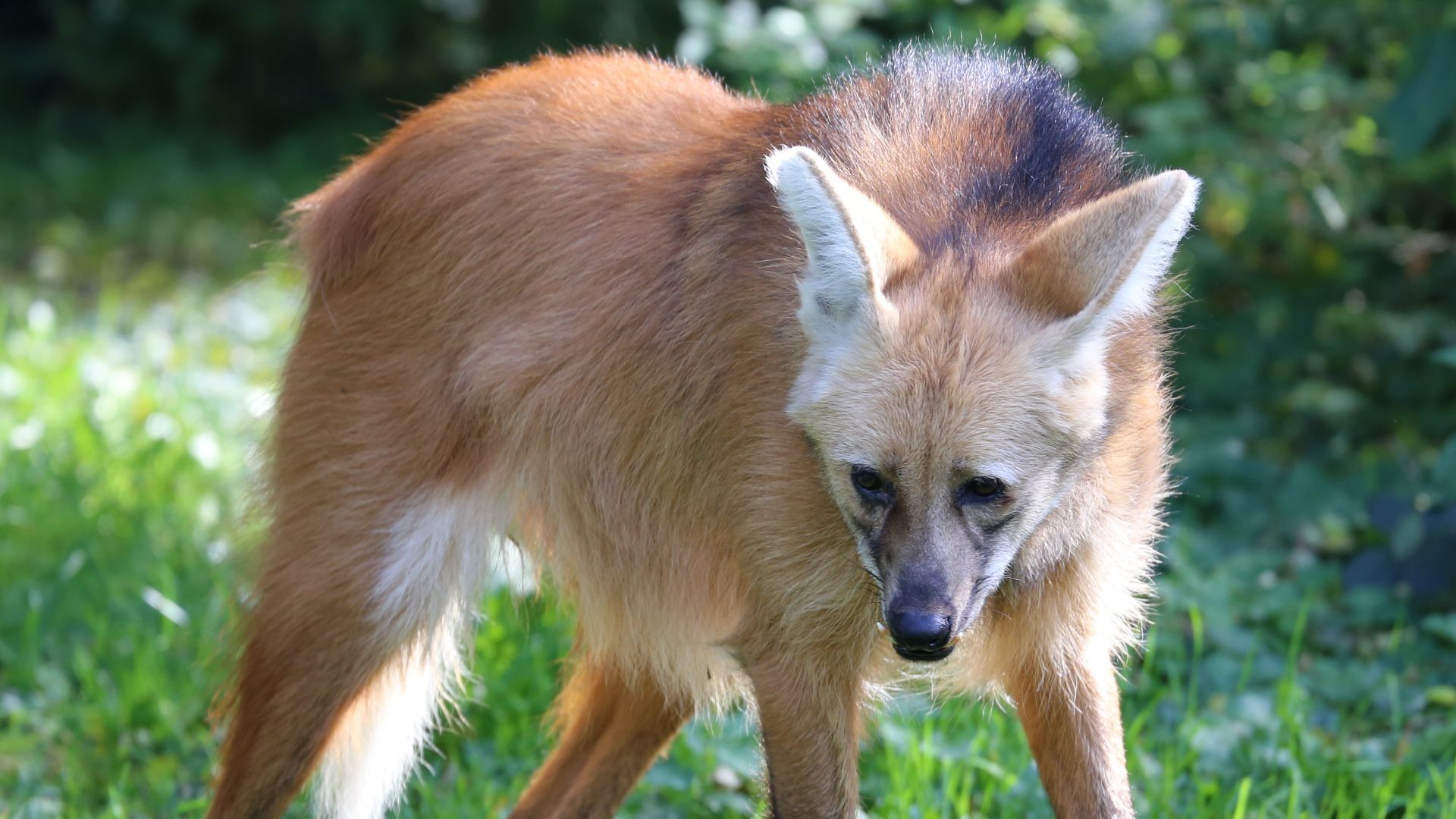 File:Maehnenwolf Chrysocyon brachyurus Tierpark Hellabrunn-12.jpg