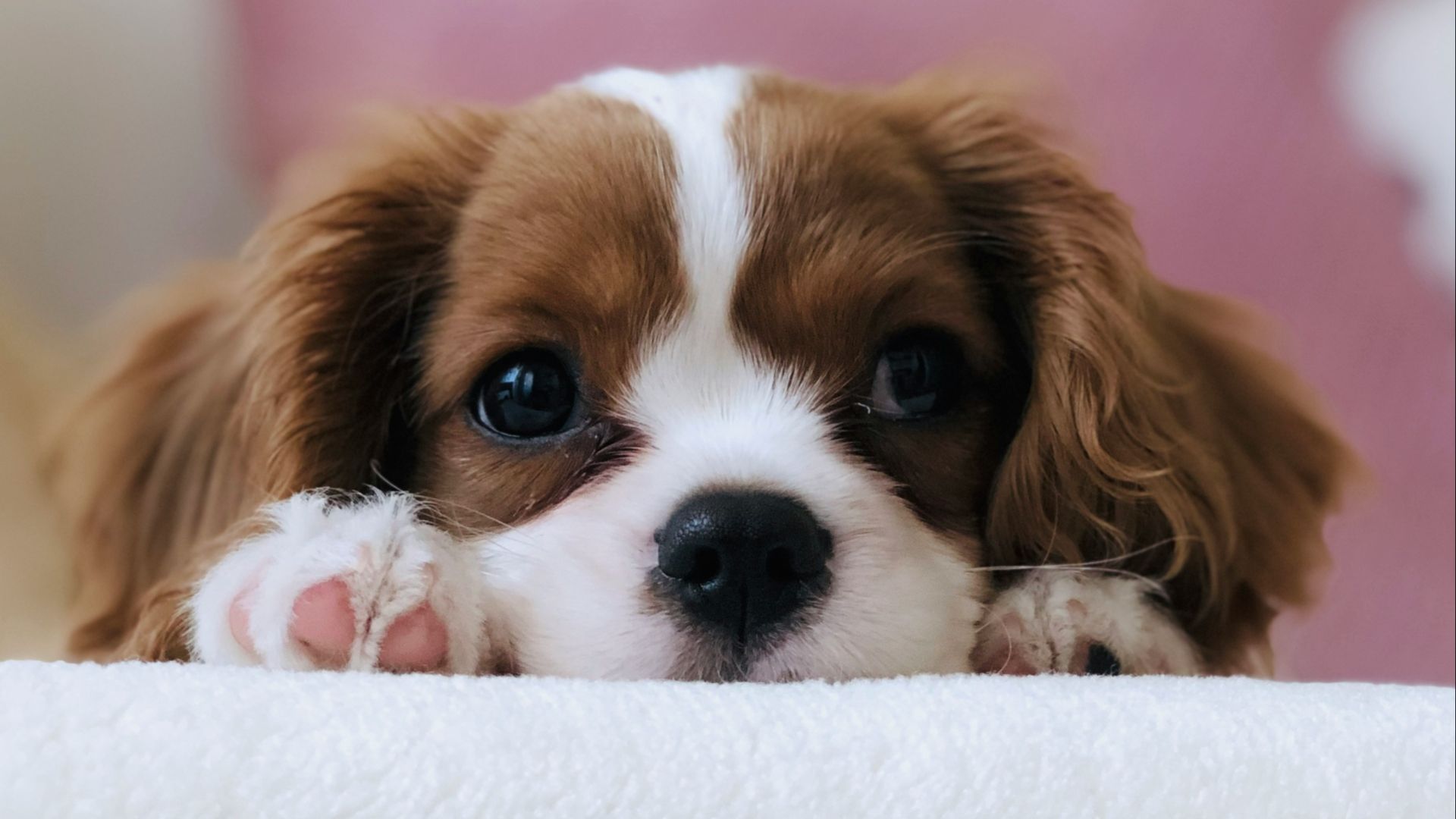 long-coated white and brown puppy