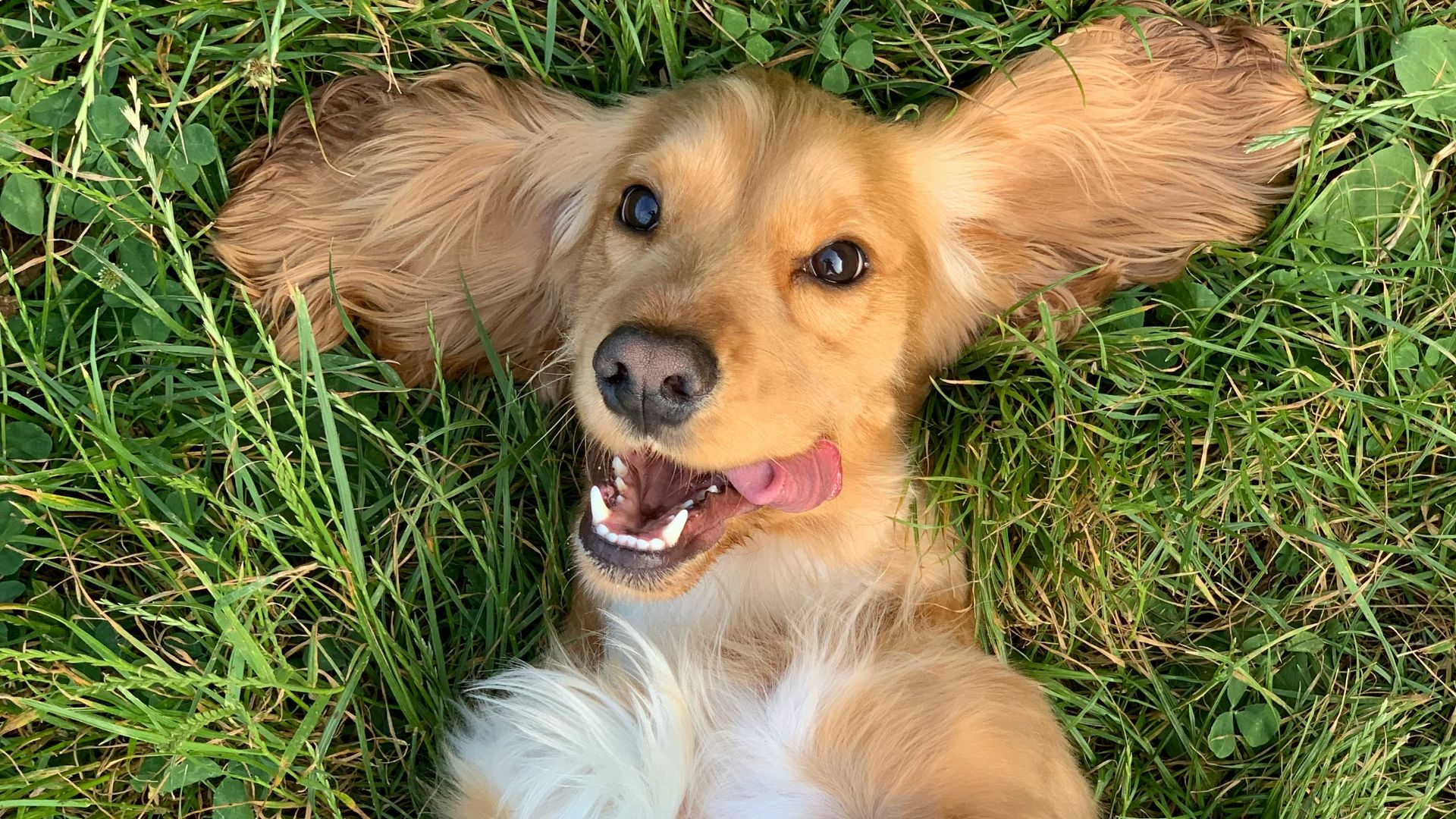 brown and white long coated small dog lying on green grass