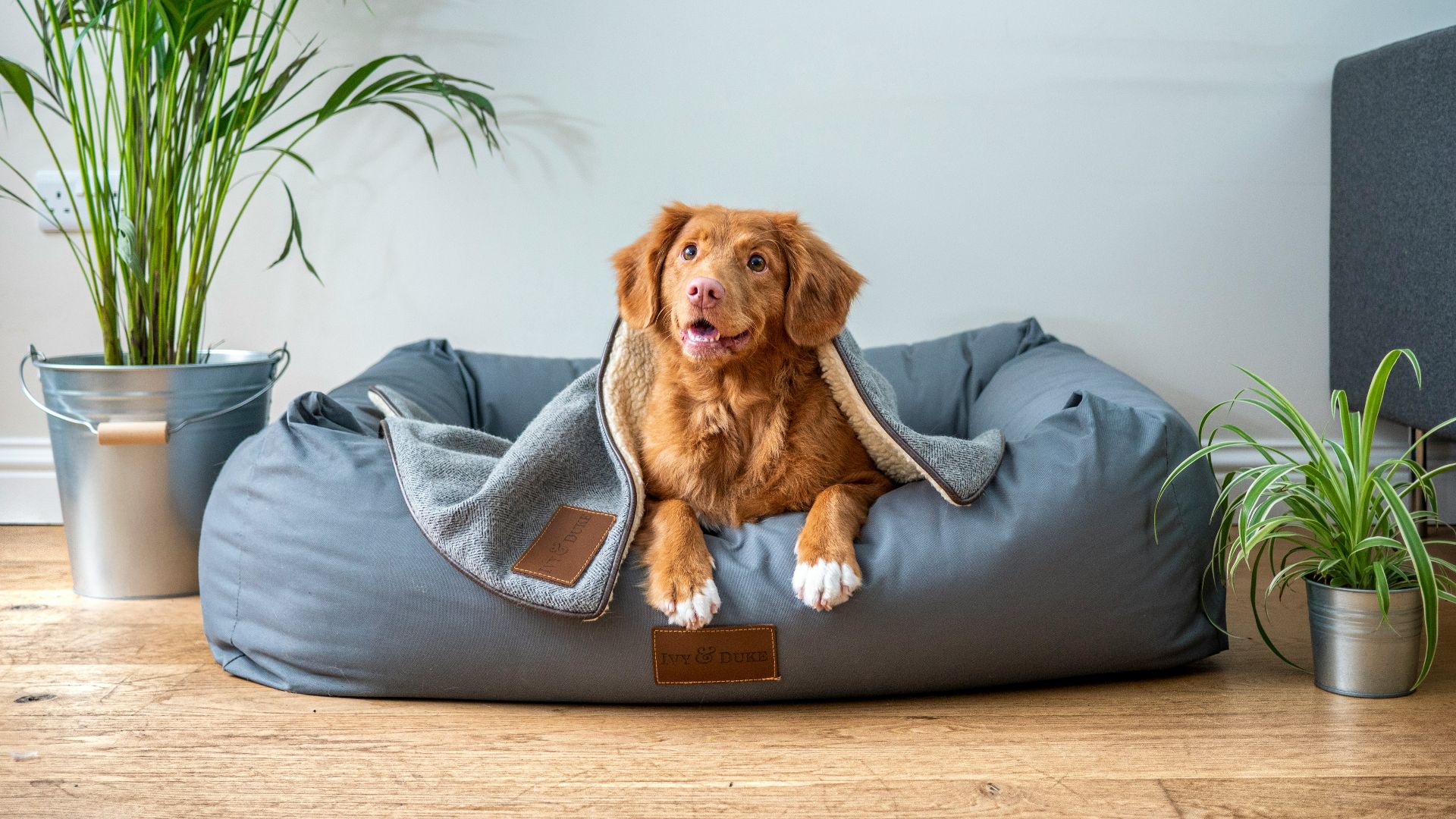 brown short coated dog on gray couch