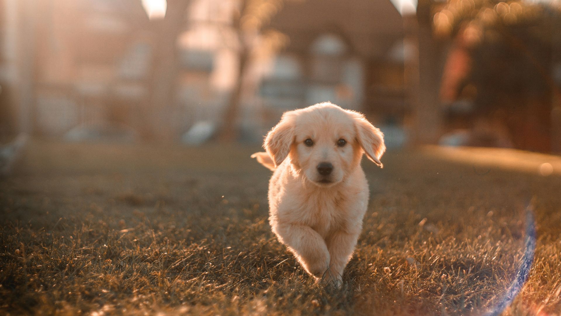 yellow Labrador puppy running on field
