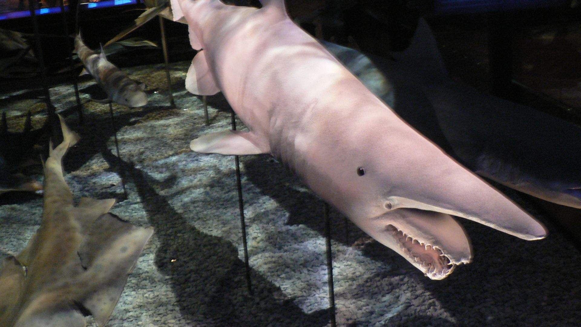 File:Mitsukurina owstoni, Pengo.jpg