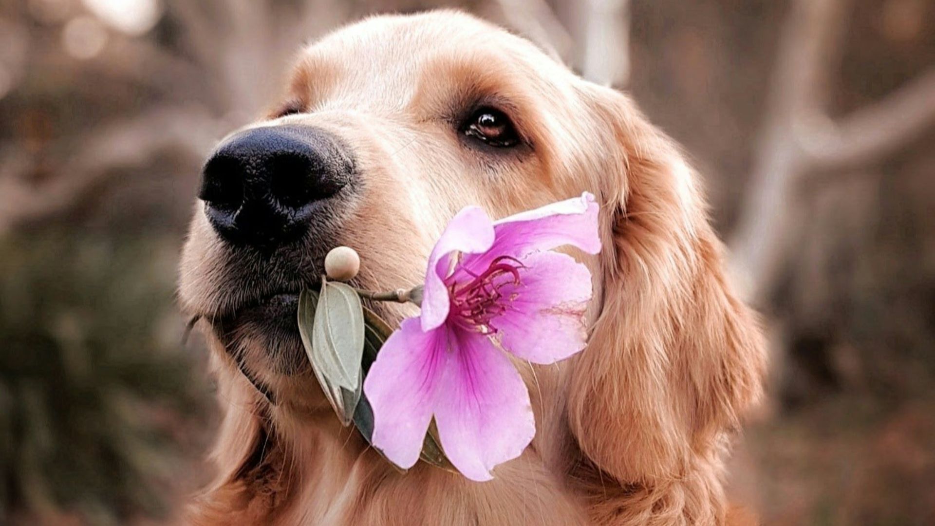 dog holding flower