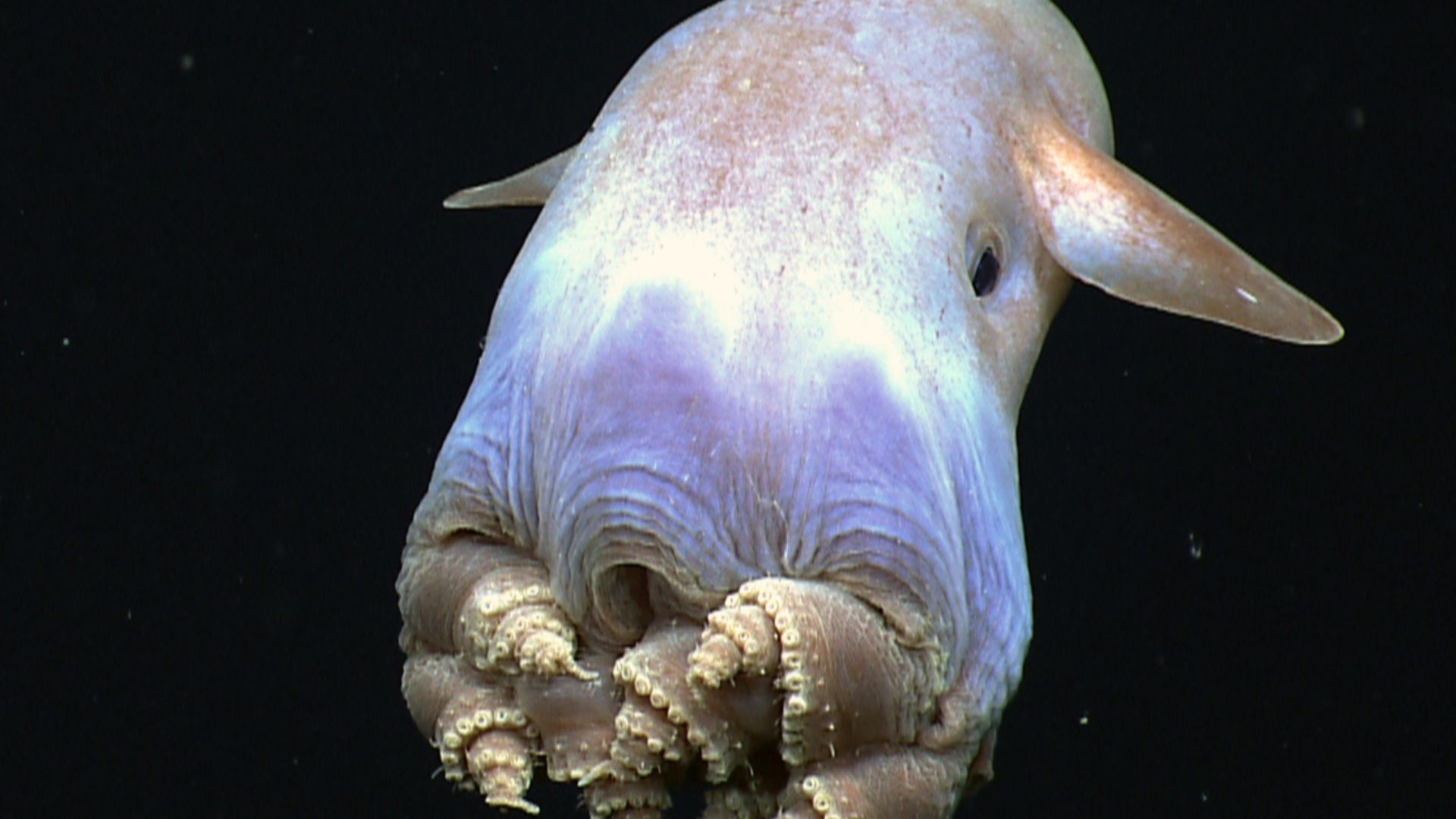 File:Dumbo-hires (cropped).jpg