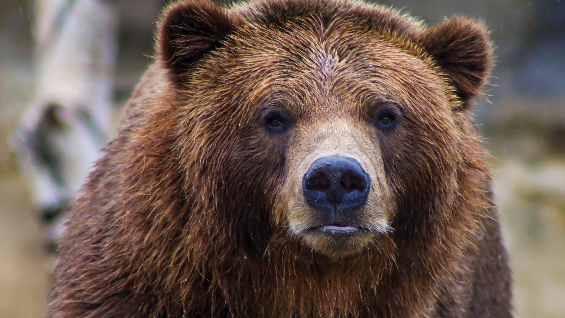 shallow focus photo of brown grizzly bear