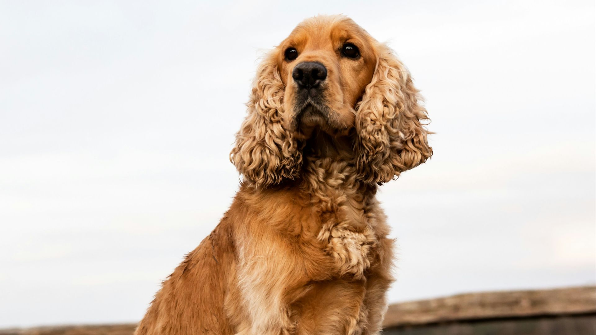 brown short coated dog on brown wooden dock during daytime