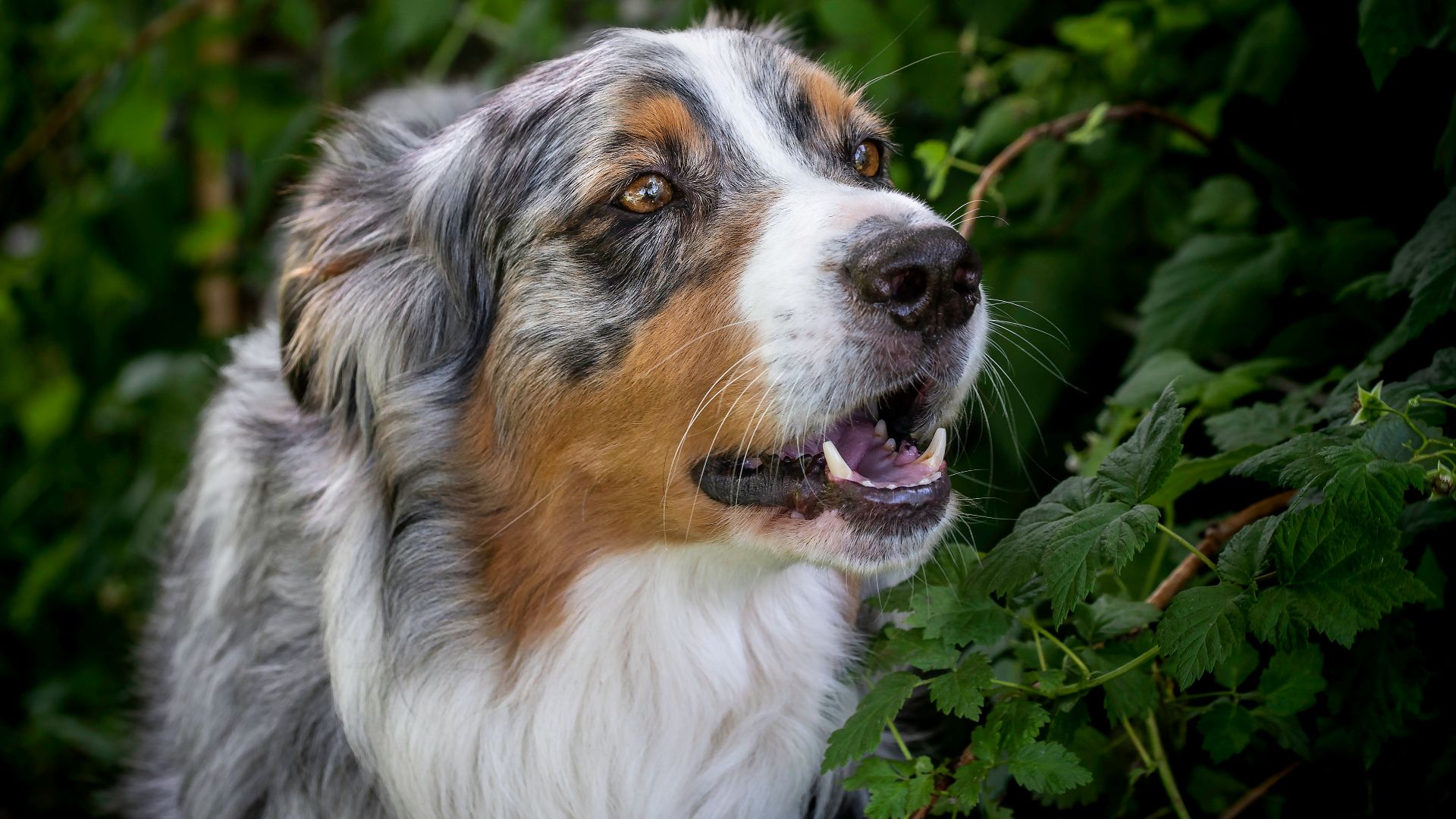 closeup photo of Australian shepherd near green leafed plant