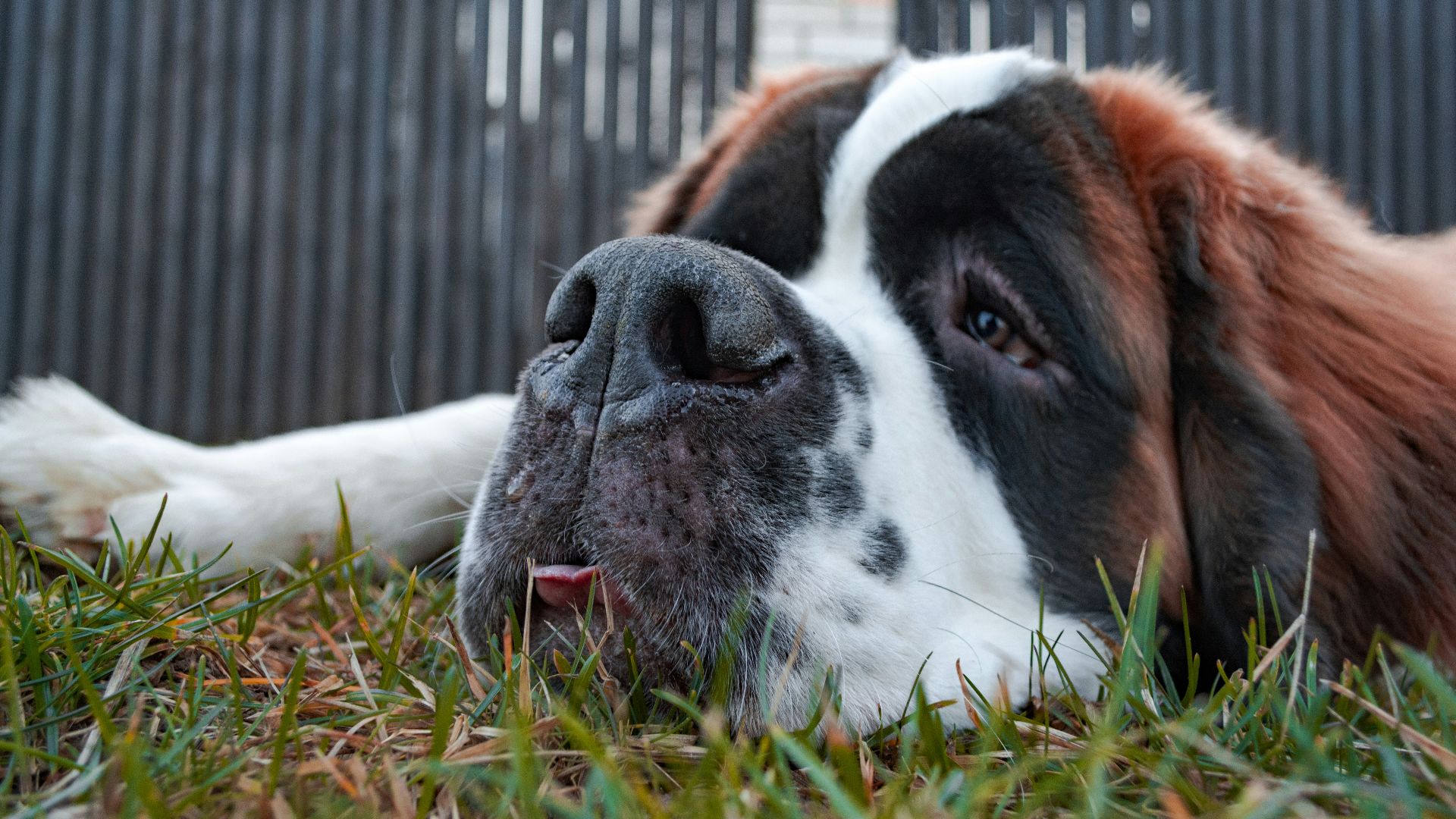 brown and white short coated dog lying on green grass during daytime