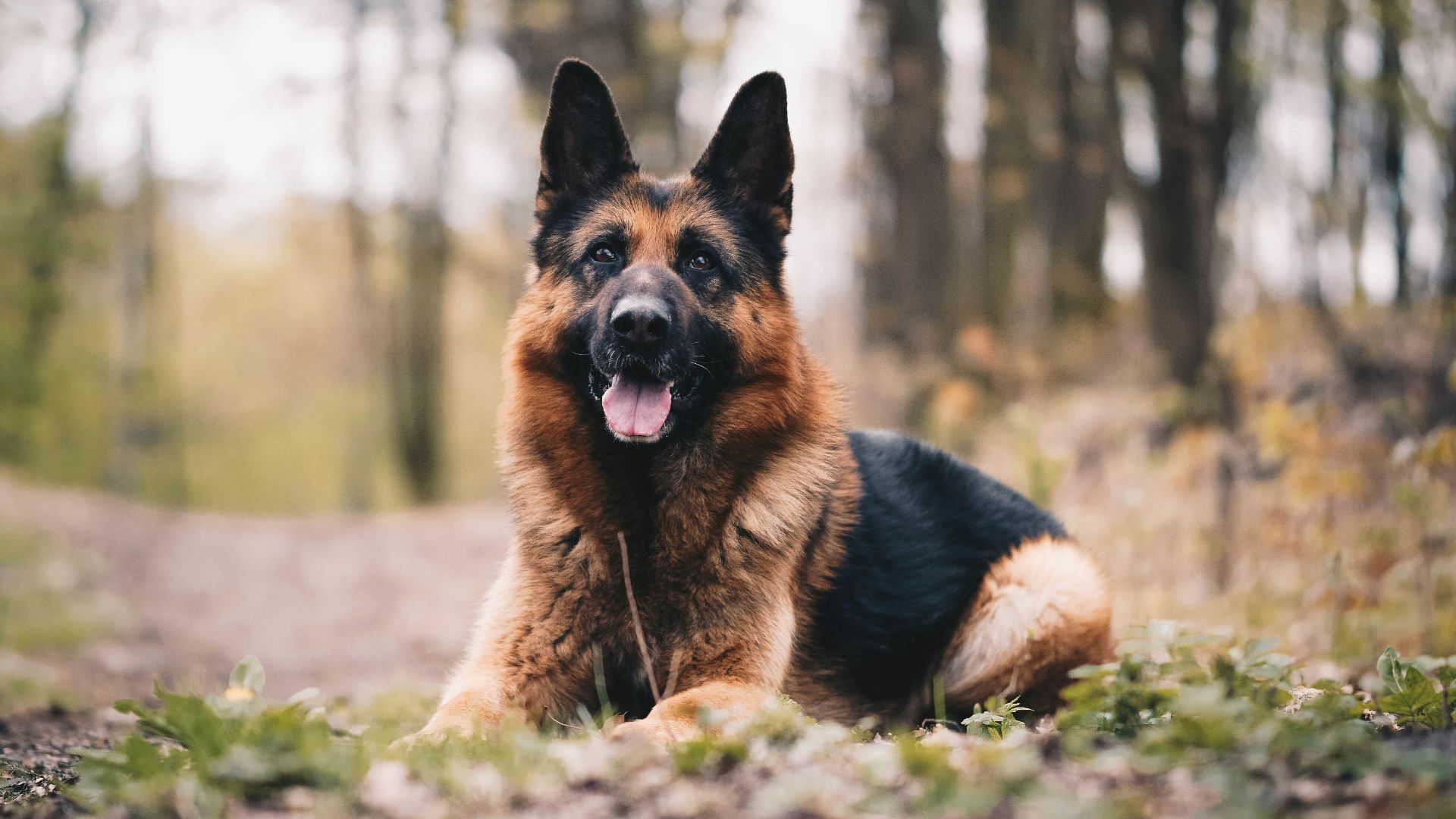 black and tan german shepherd on green grass field during daytime