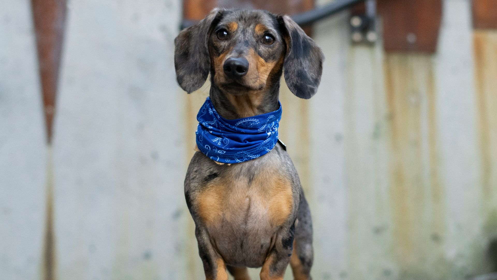 black and brown short coated dog