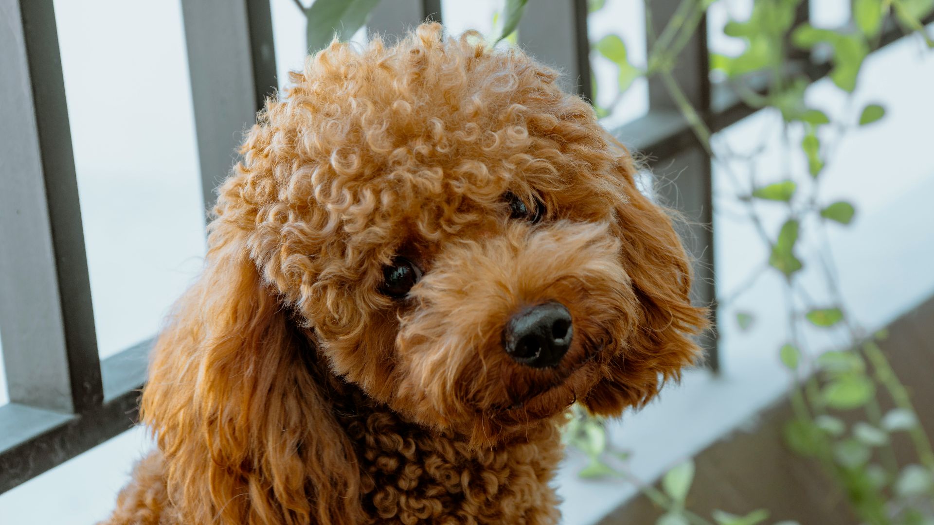 curly long-coated brown dog at the fence