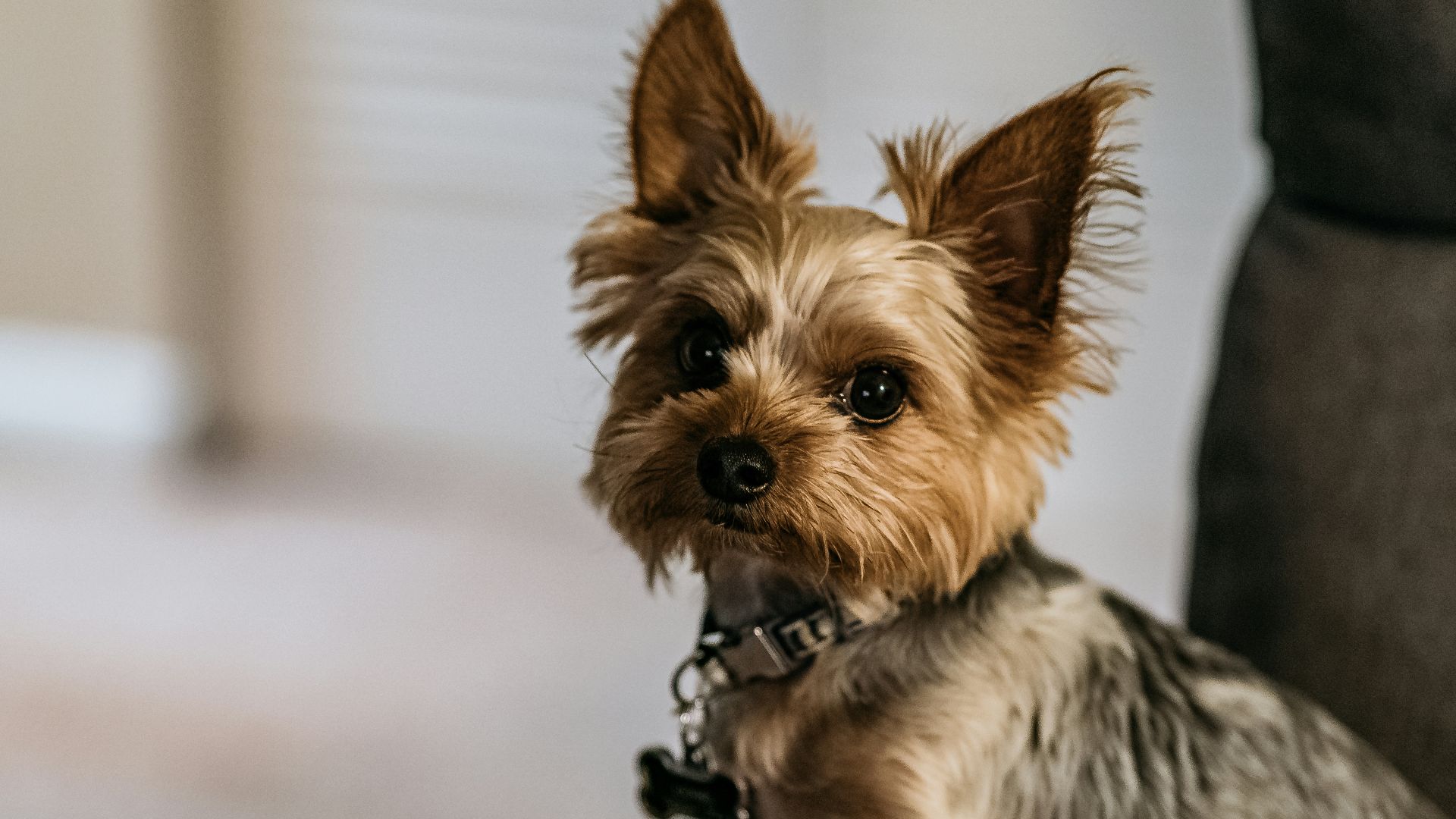 brown and black yorkshire terrier puppy