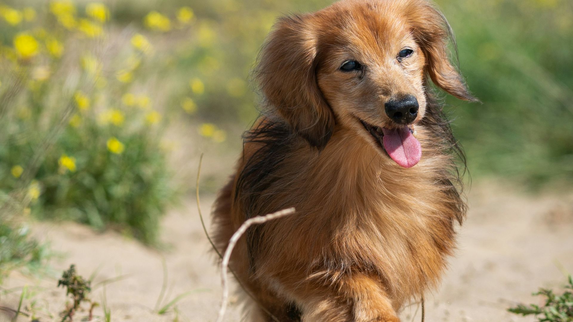 long-coated brown dachshund on dirt
