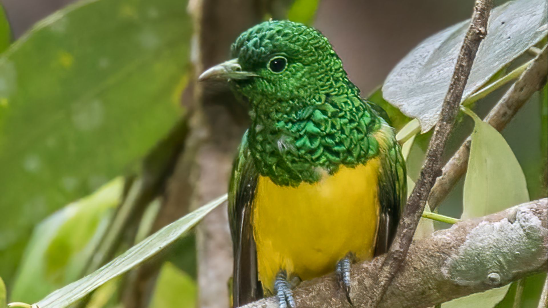File:Emerald cuckoo (Chrysococcyx cupreus insularum) male Sao Tome.jpg
